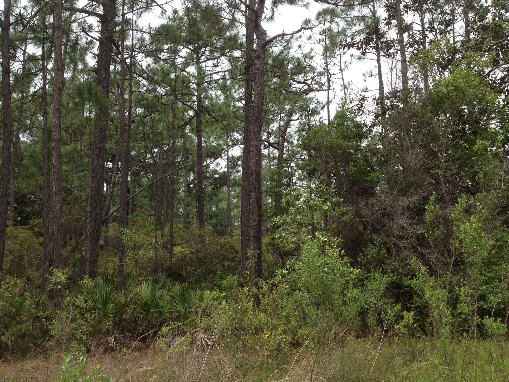 Gulf Shore Manor - Land