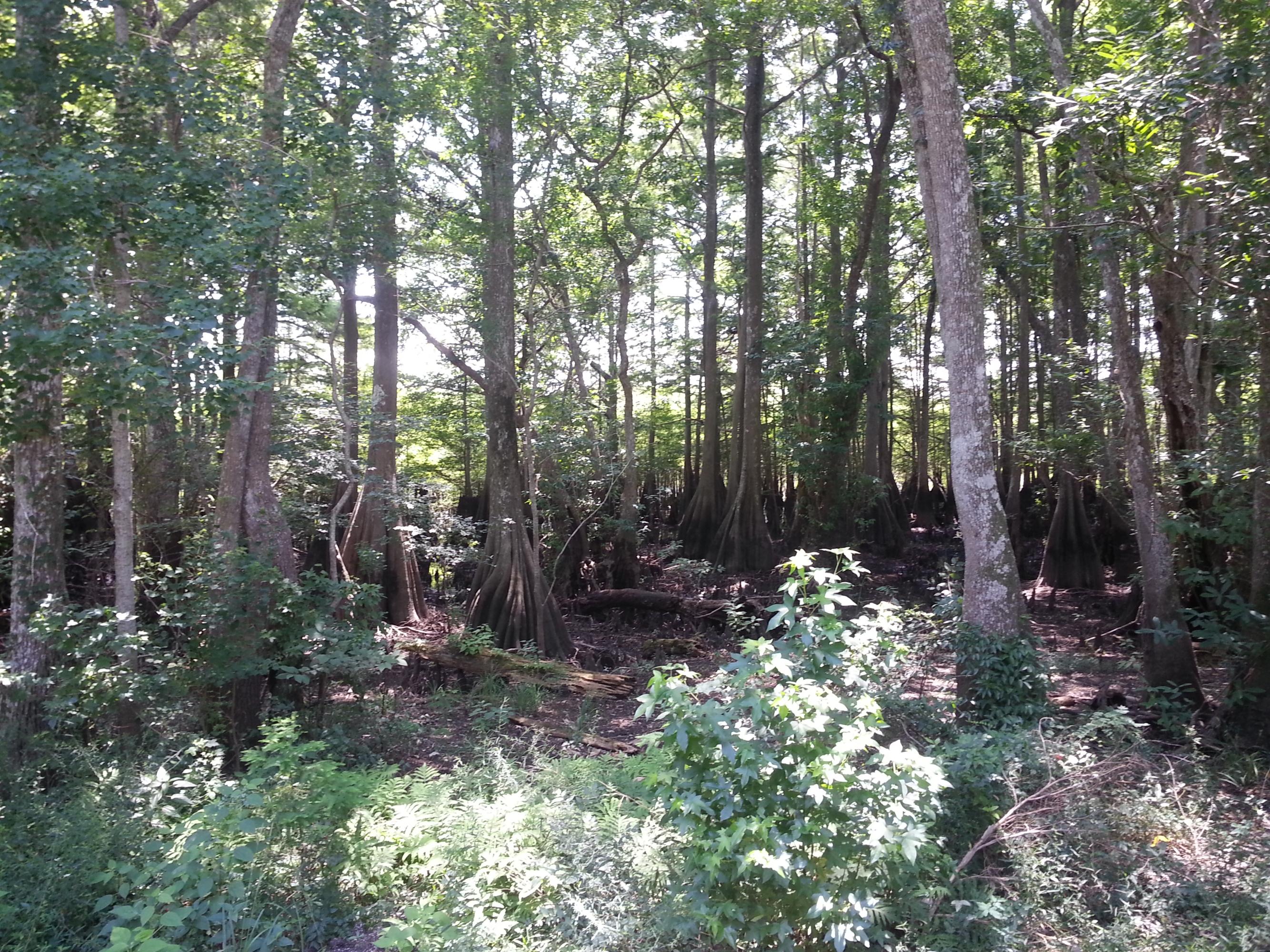 Wewahitchka, Gulf County Florida, about 25 miles north of Port St. Joe. - Residential