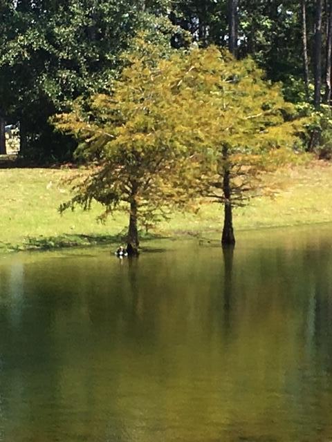 HAMMOCK BAY/SYMPHONY - Residential