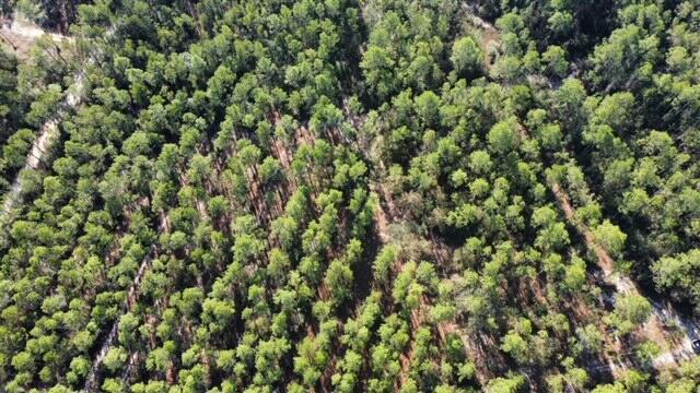 Joe Dugger Rd towards WINDSWEPT ESTATES - Land