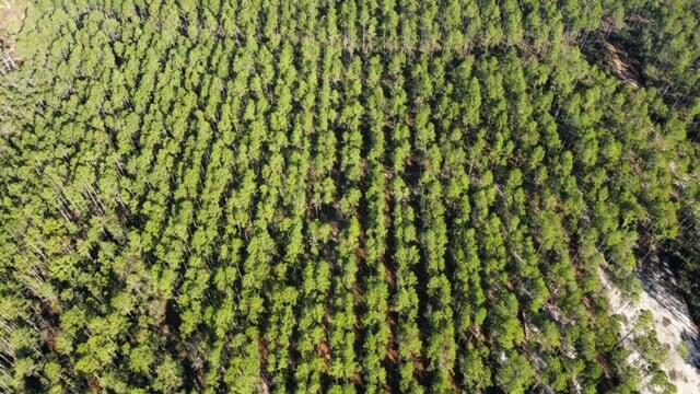Joe Dugger Rd towards WINDSWEPT ESTATES - Land