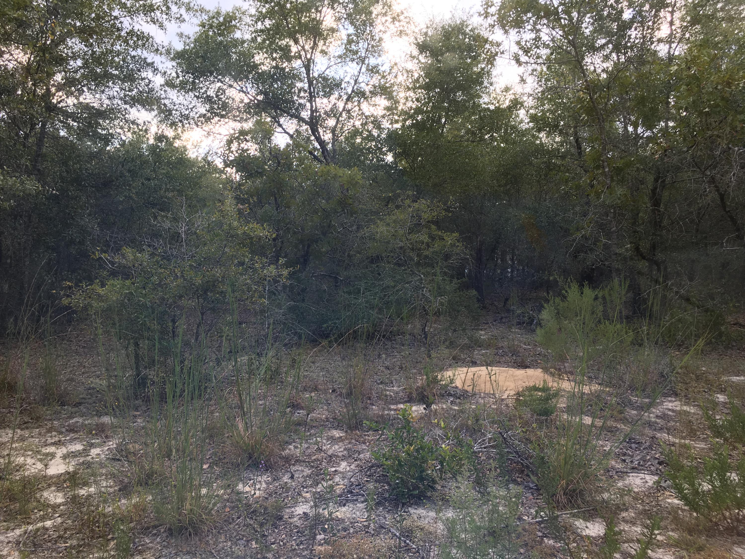 Holley Family Property Phase II - Land