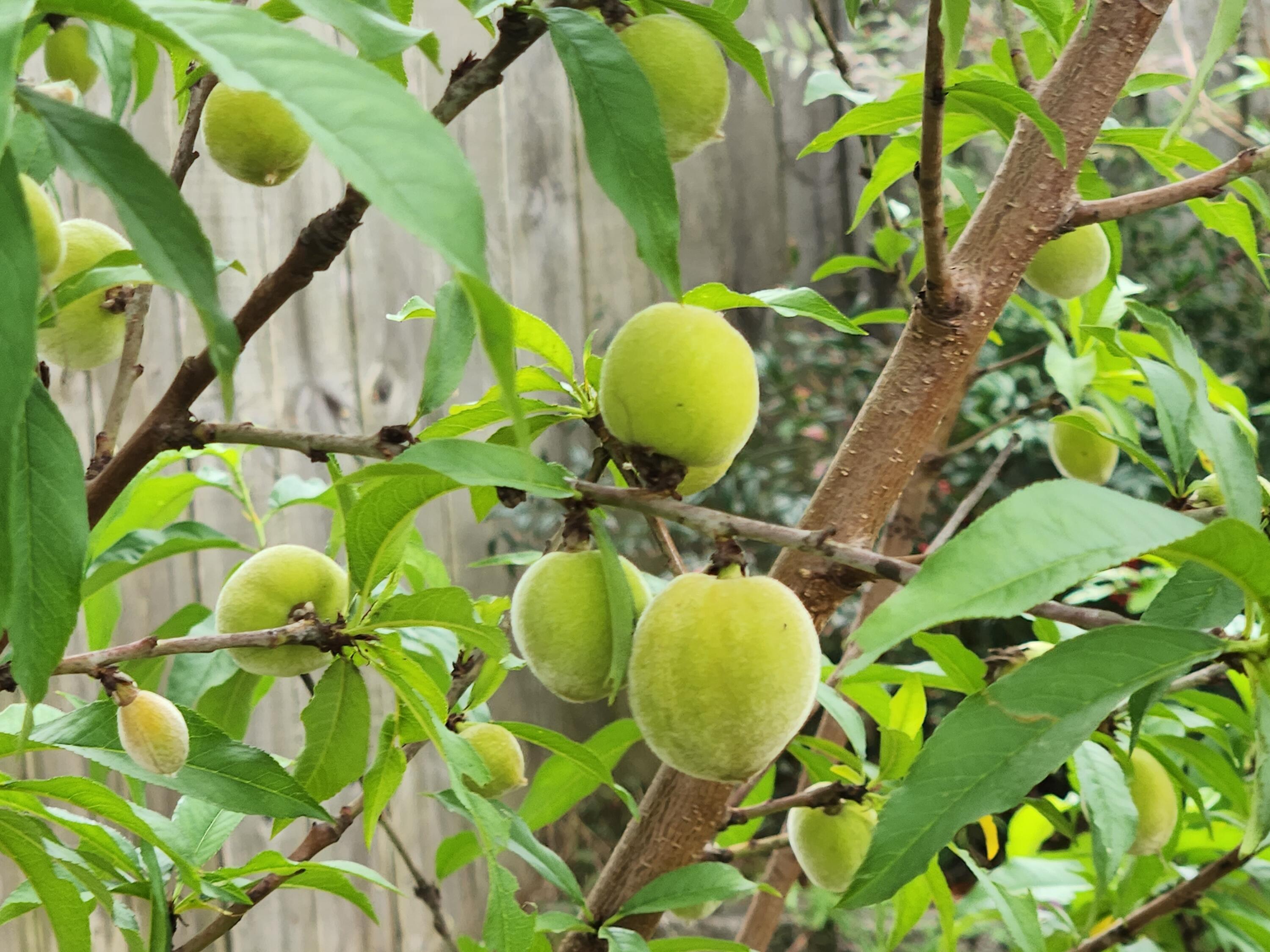 COLINA DEL ORO 2 - Residential