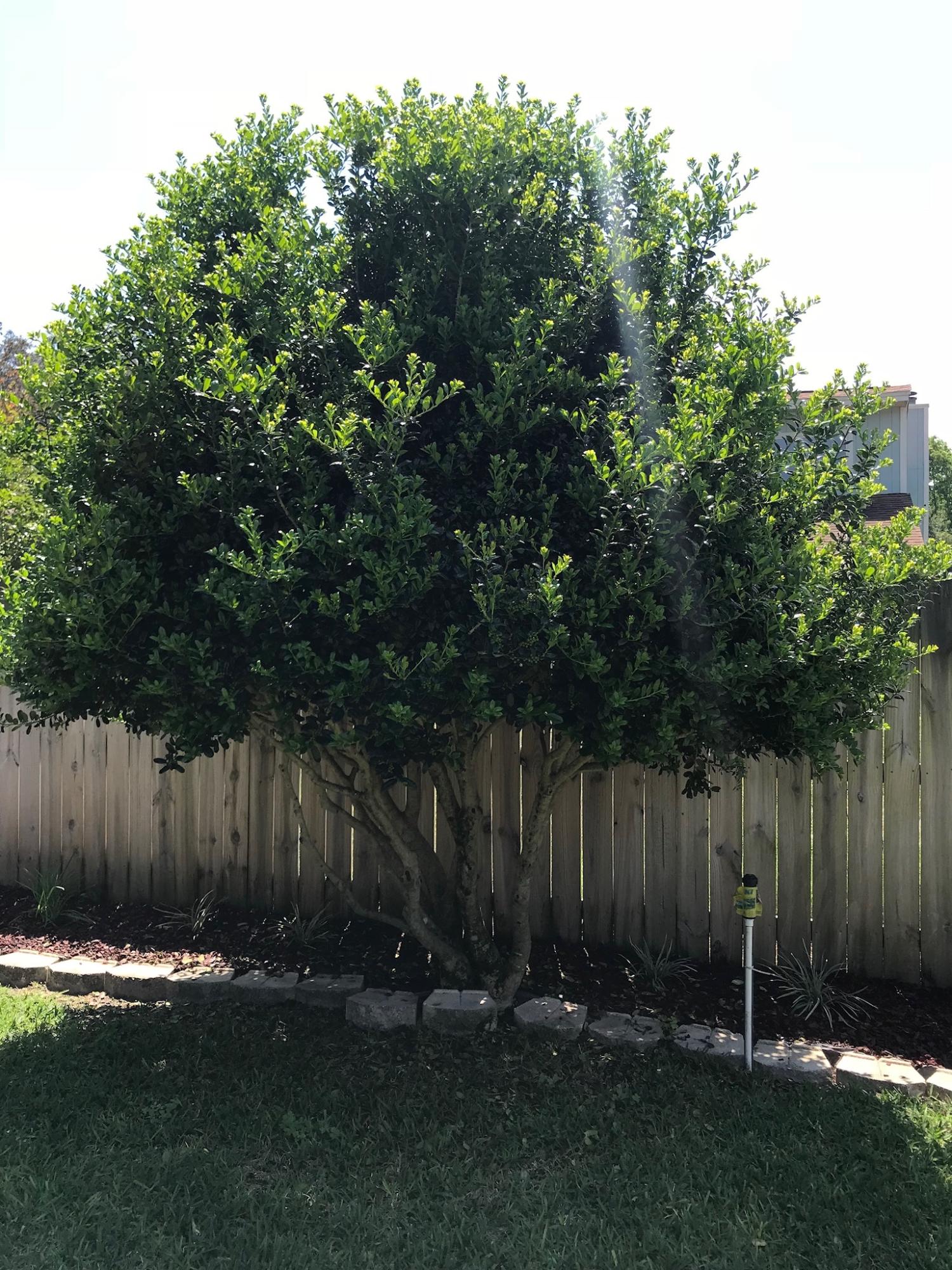 CEDAR RIDGE - Residential