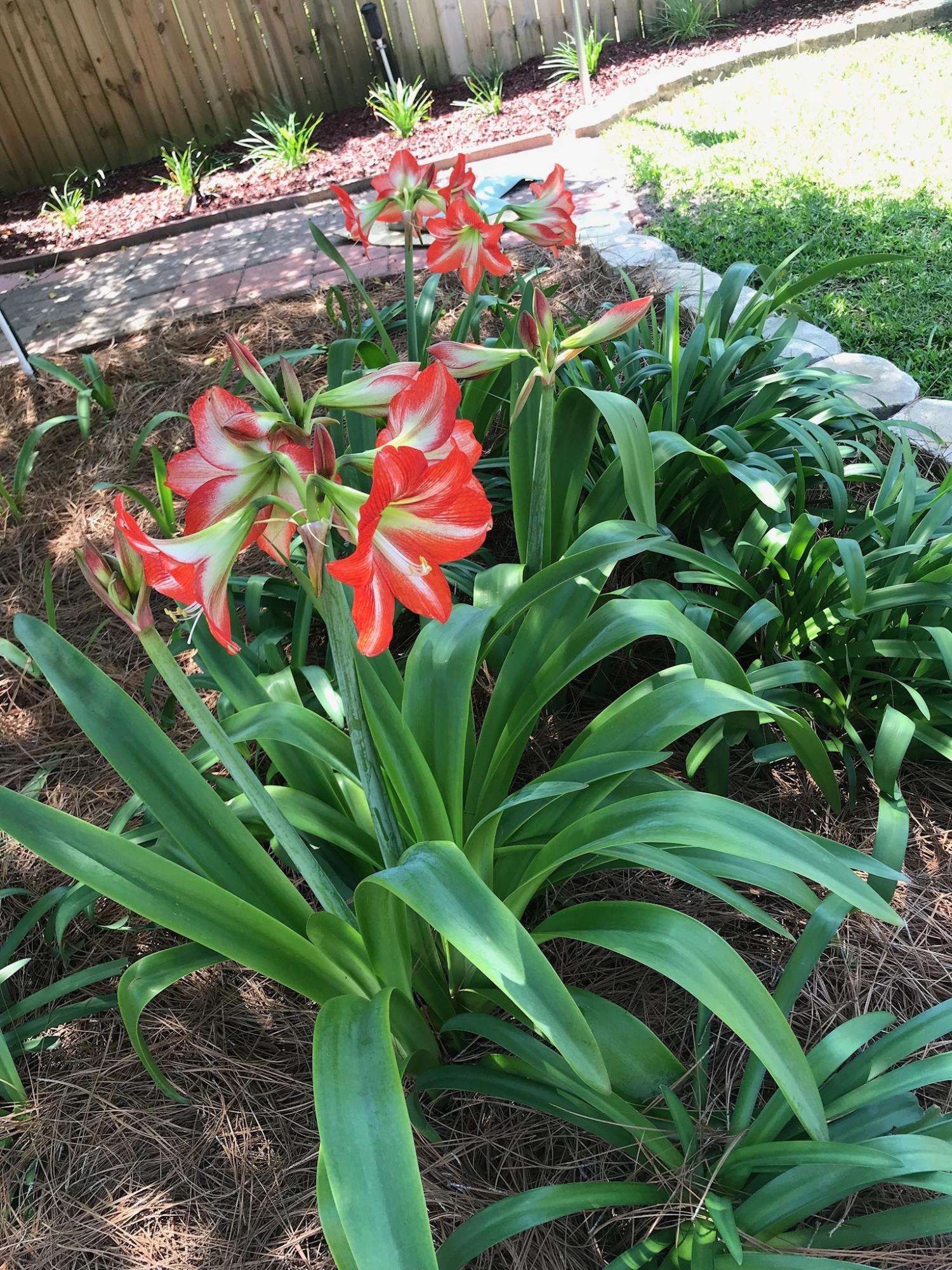 CEDAR RIDGE - Residential