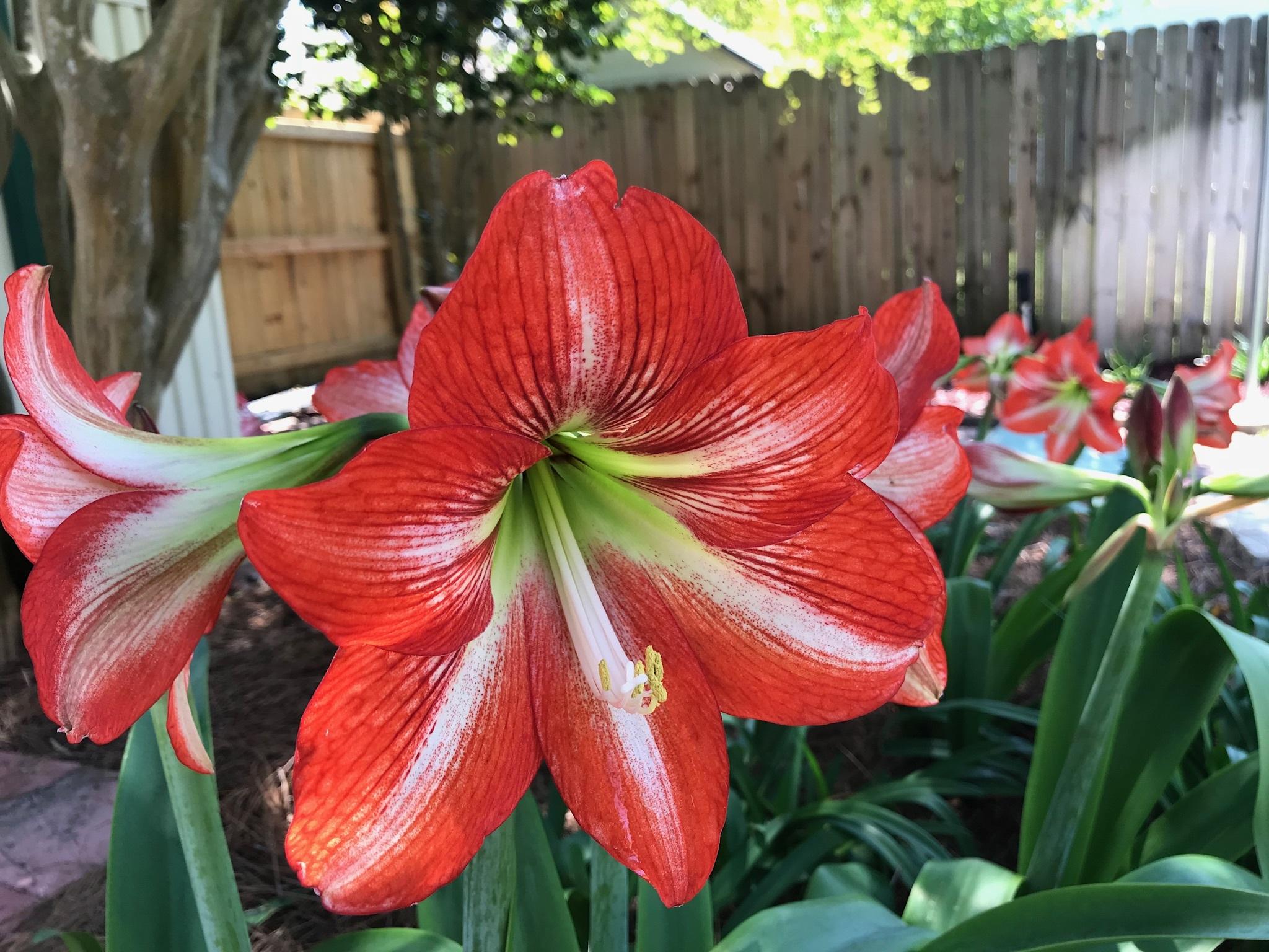 CEDAR RIDGE - Residential