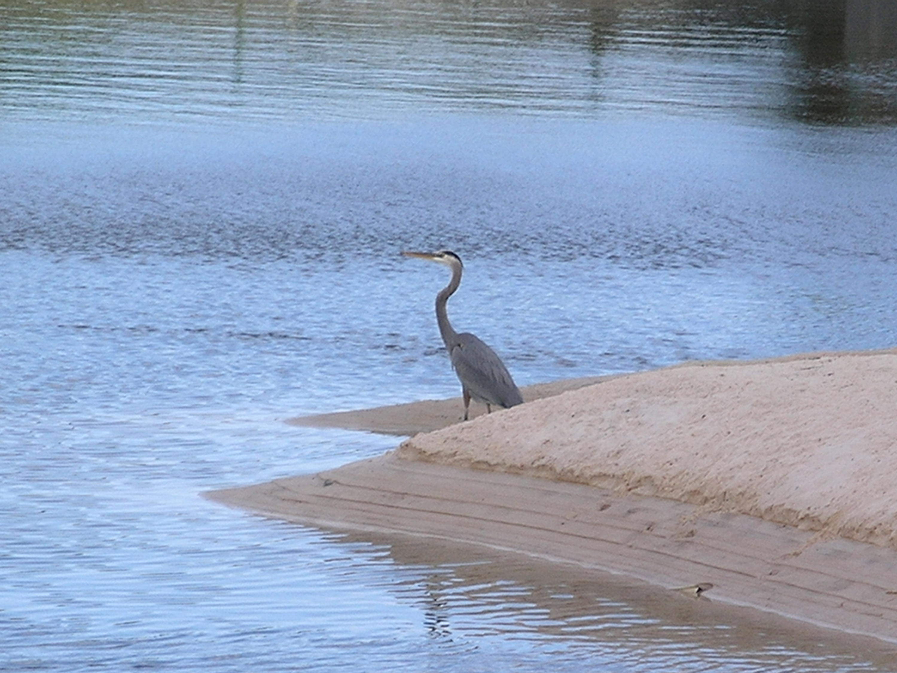 DAUGHETTES AMENDED - Land