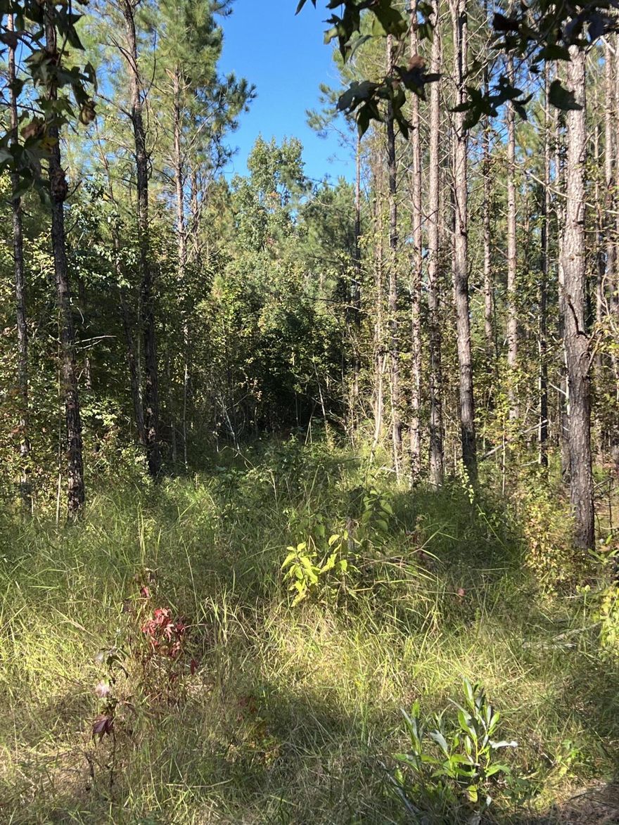 This property boast a mixture of timber, hardwoods, this beautiful acreage offers the best of that nature has to offer. Private enough for hunting yet close enough to allow easy access for grocery stores, movies, shops etc. Power easement. The property is currently leased for the 2022- 2023 Hunting Season on a year to year lease. Buyer to verify all information deemed important.