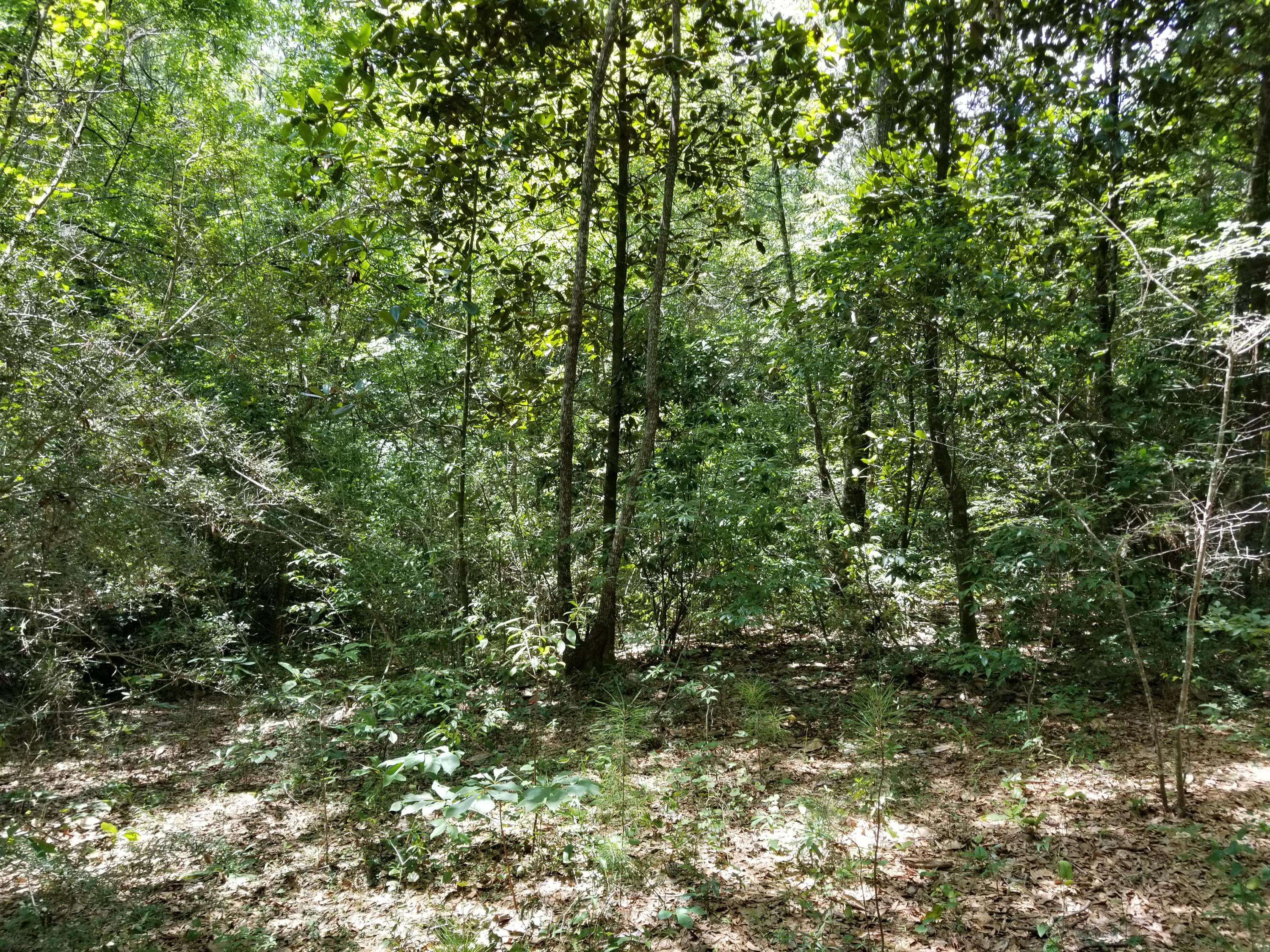 LAURELWOOD ESTATES - Land