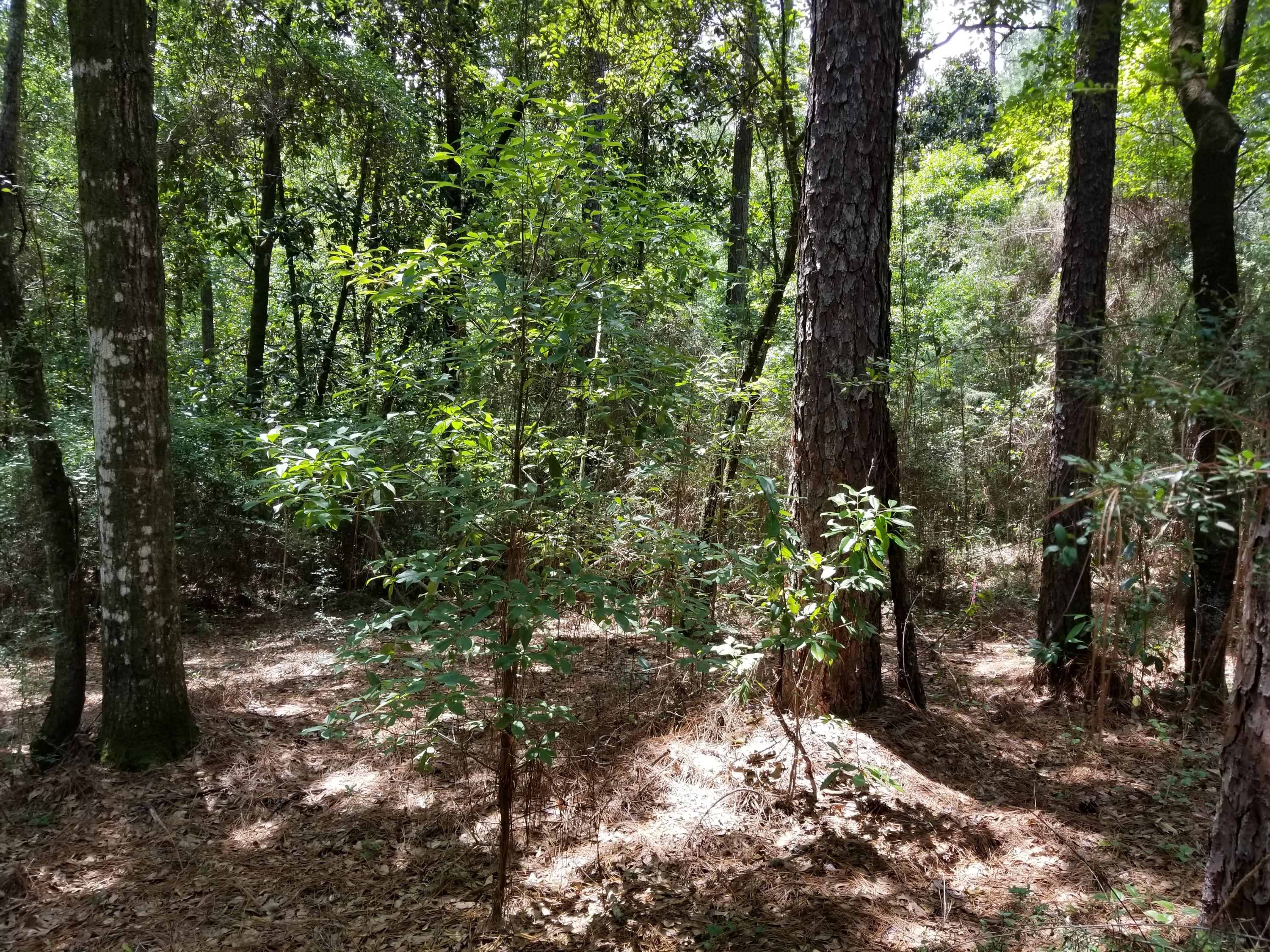 LAURELWOOD ESTATES - Land