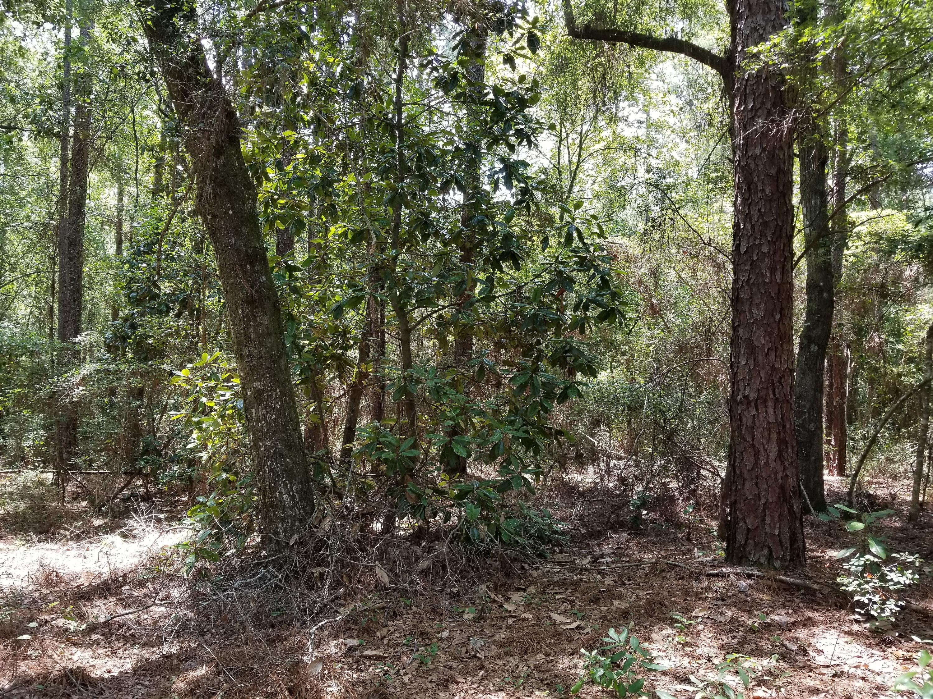 LAURELWOOD ESTATES - Land