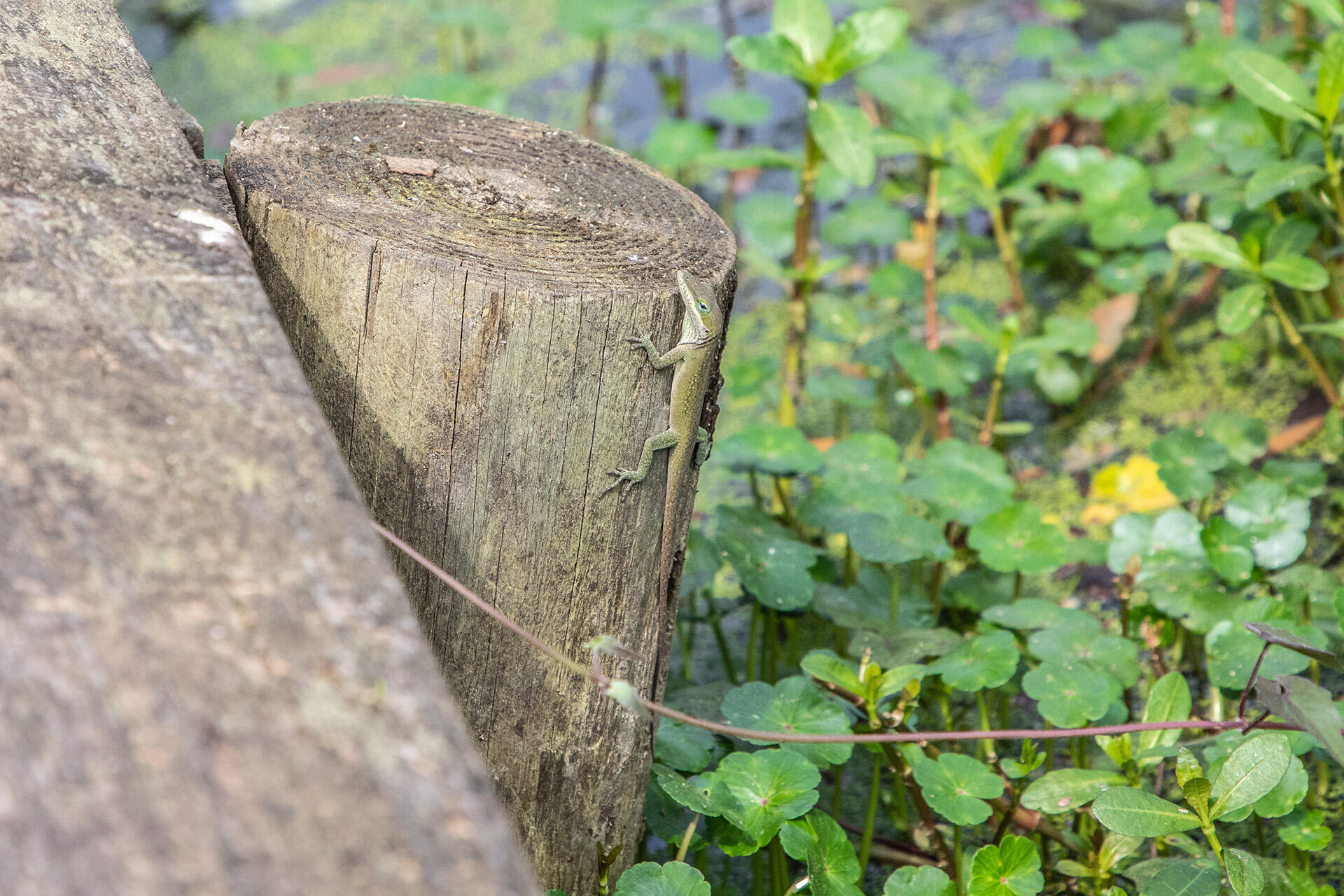 NICEVILLE VAL-P PLAT (222214.00) - Residential