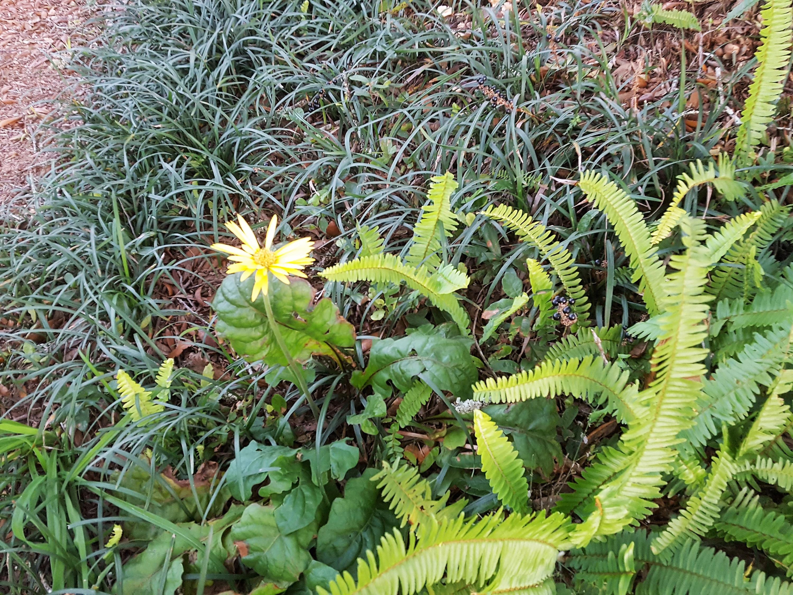 MOSSY HEAD 2 - Residential