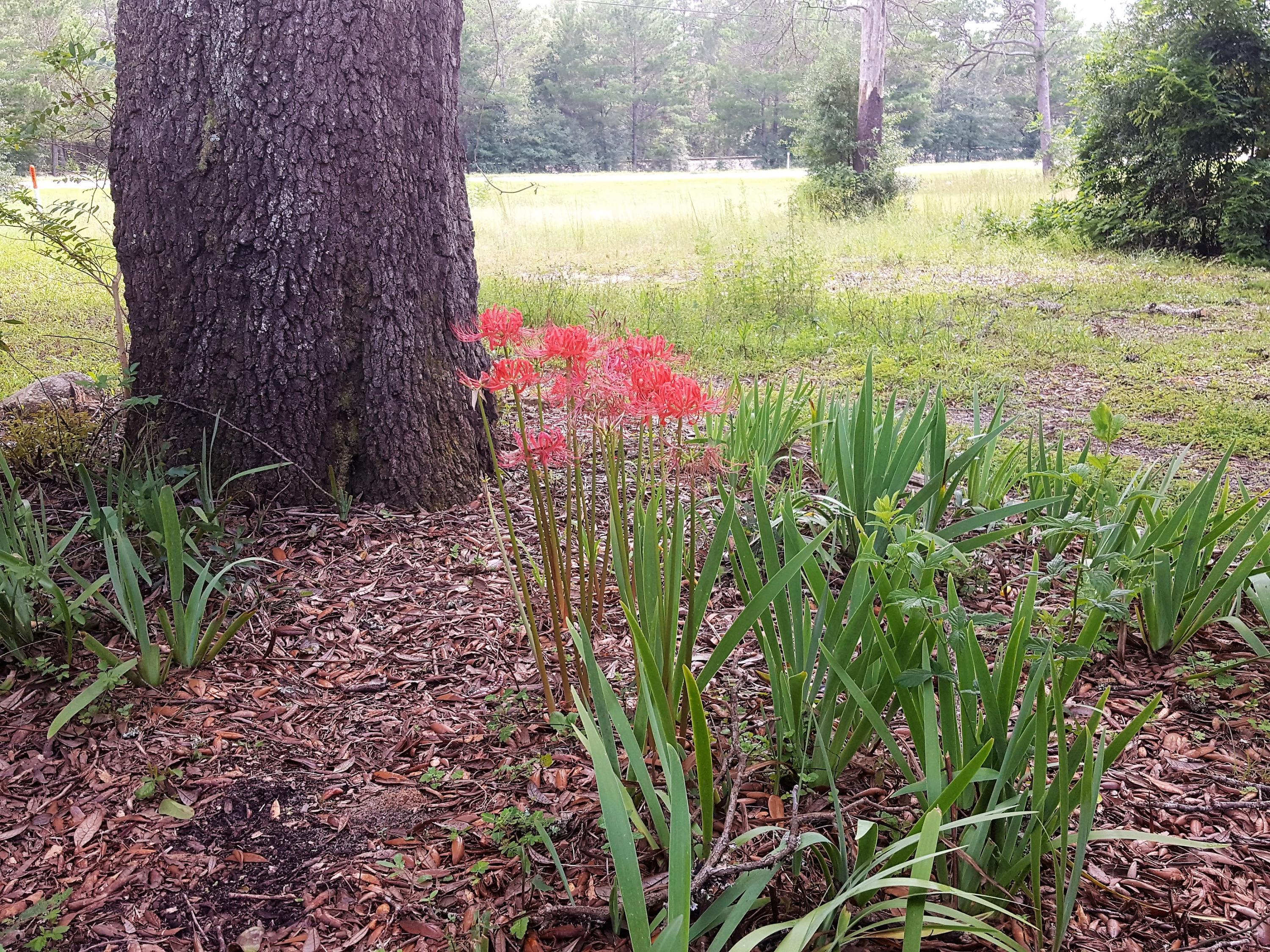 MOSSY HEAD 2 - Residential