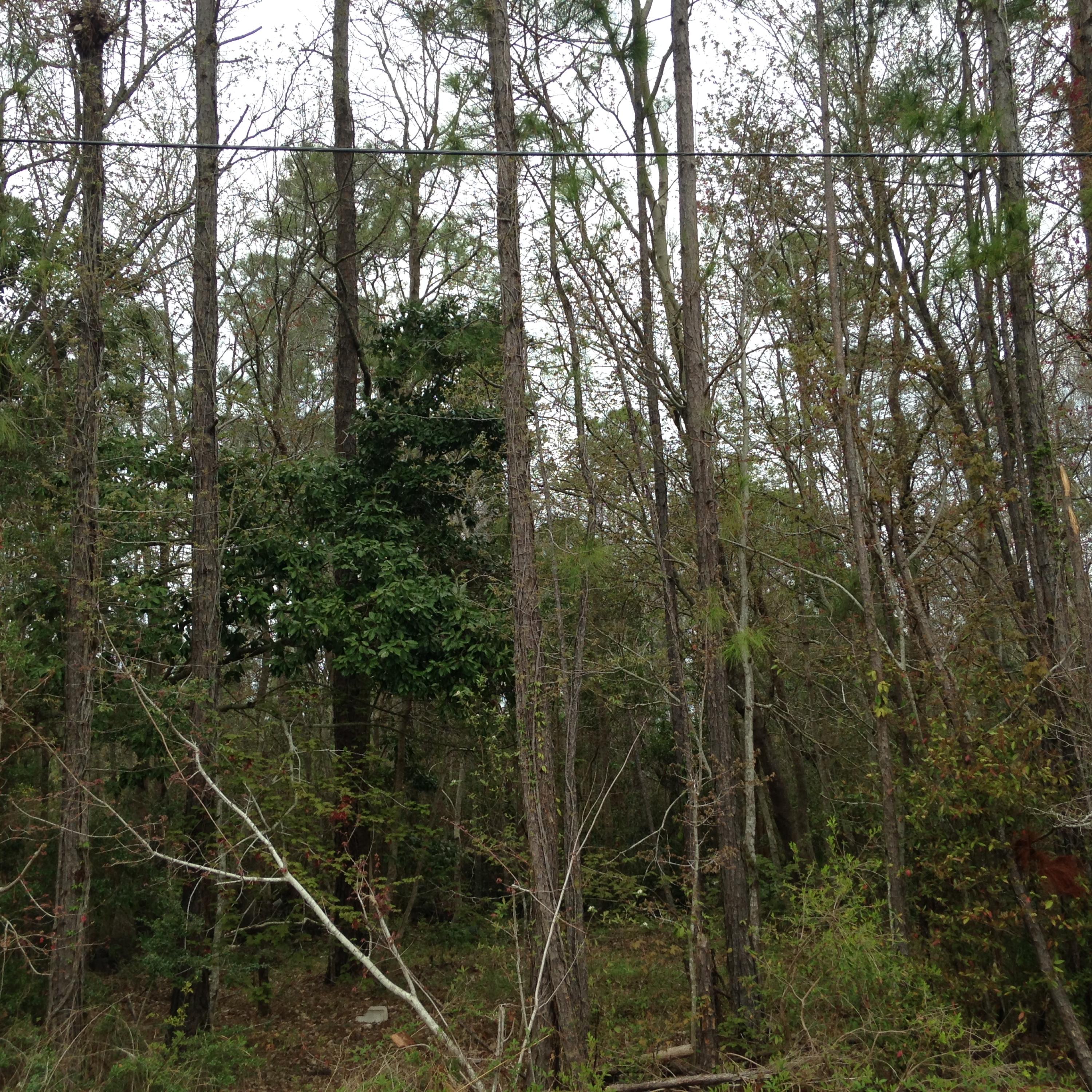 PEACHTREE FARMS UNREC - Land