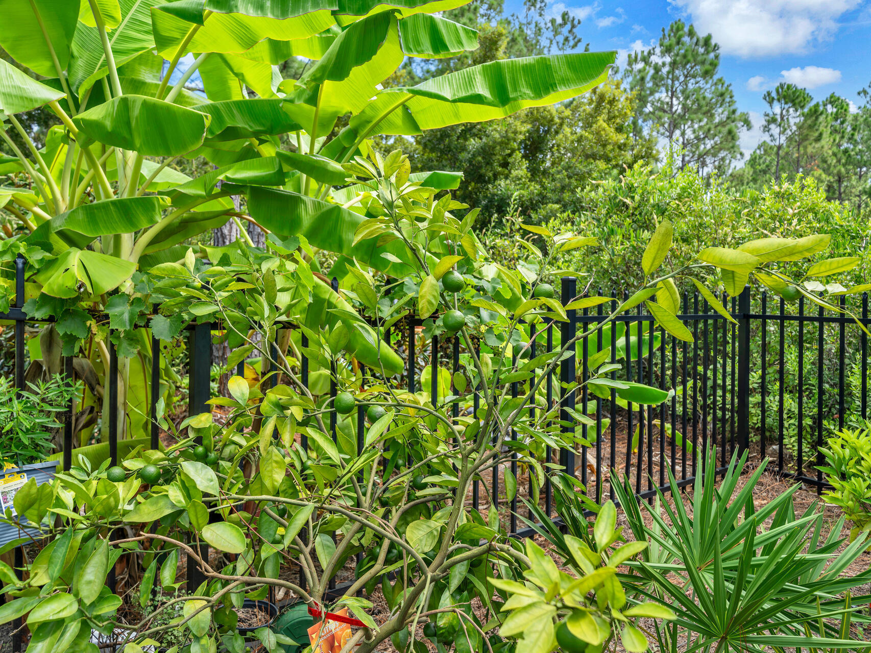 CYPRESS BREEZE PLANTATION - Residential