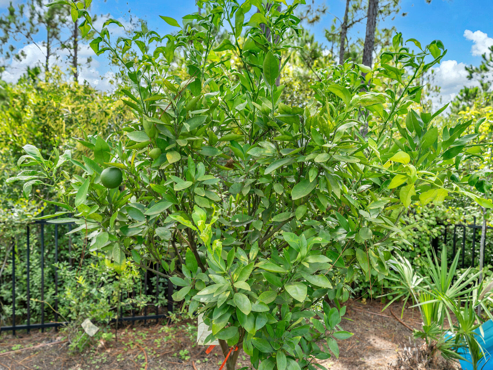 CYPRESS BREEZE PLANTATION - Residential