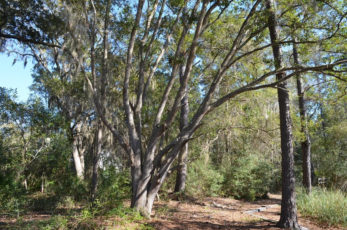 BAYOU BEND S/D Lot 3 Blk A PB 14-83 OR 2489-1941 OR 2869-3115 OR 2934-4120 - Land