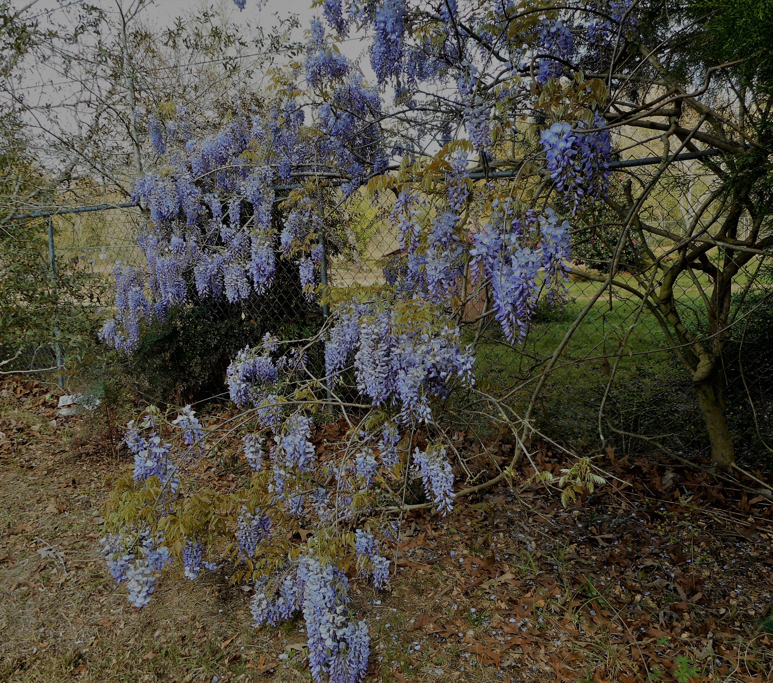 HOLLEY FAMILY PH 2 - Residential