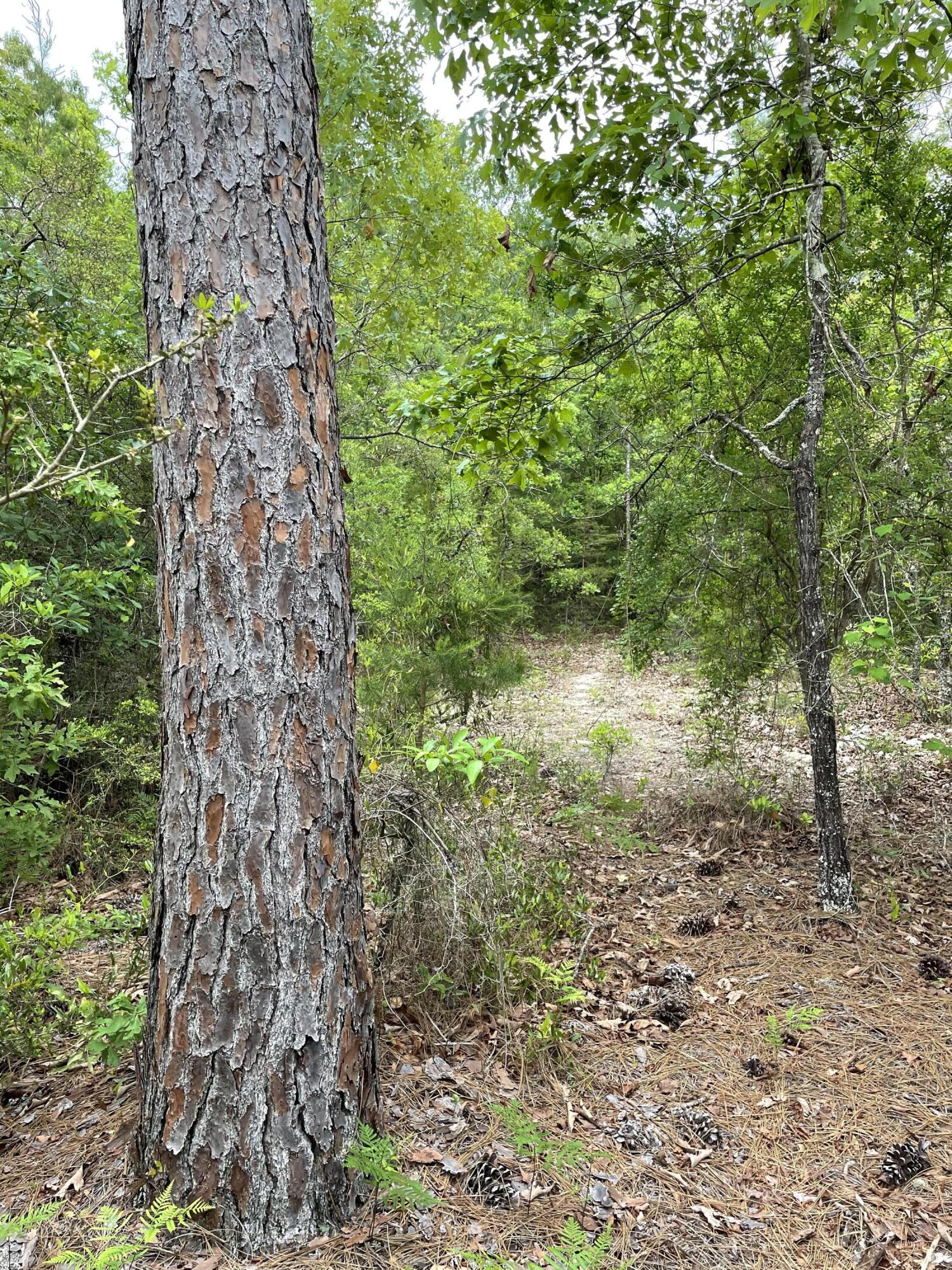 Nicely shaped flat, wooded land in quiet area. Burnis Rd currently dirt, roadwork equipment on road for potential paving soon. Bring your plans and dreams!! Buyer to perform desired testing and verify information deemed necessary. Data populated from PA website.