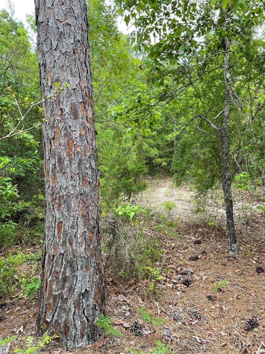 Nicely shaped flat, wooded land in quiet area. Burnis Rd currently dirt, roadwork equipment on road for potential paving soon.  Bring your plans and dreams!! Buyer to perform desired testing and verify information deemed necessary. Data populated from PA website.