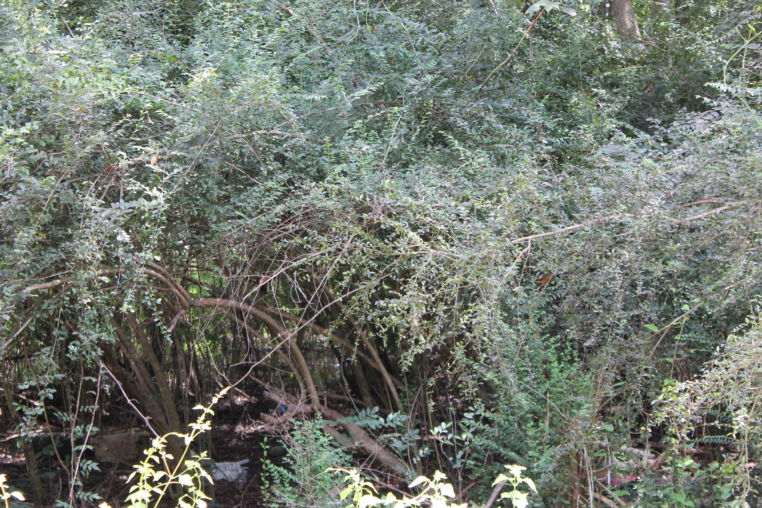 This property located in Baker Florida is a nice and LEVEL parcel of land that is 0.35 ACRES. Just a short drive to town, schools and shopping. A wonderful place to enjoy and relax and is perfect for a home site!! Property is in the Flood Zone.