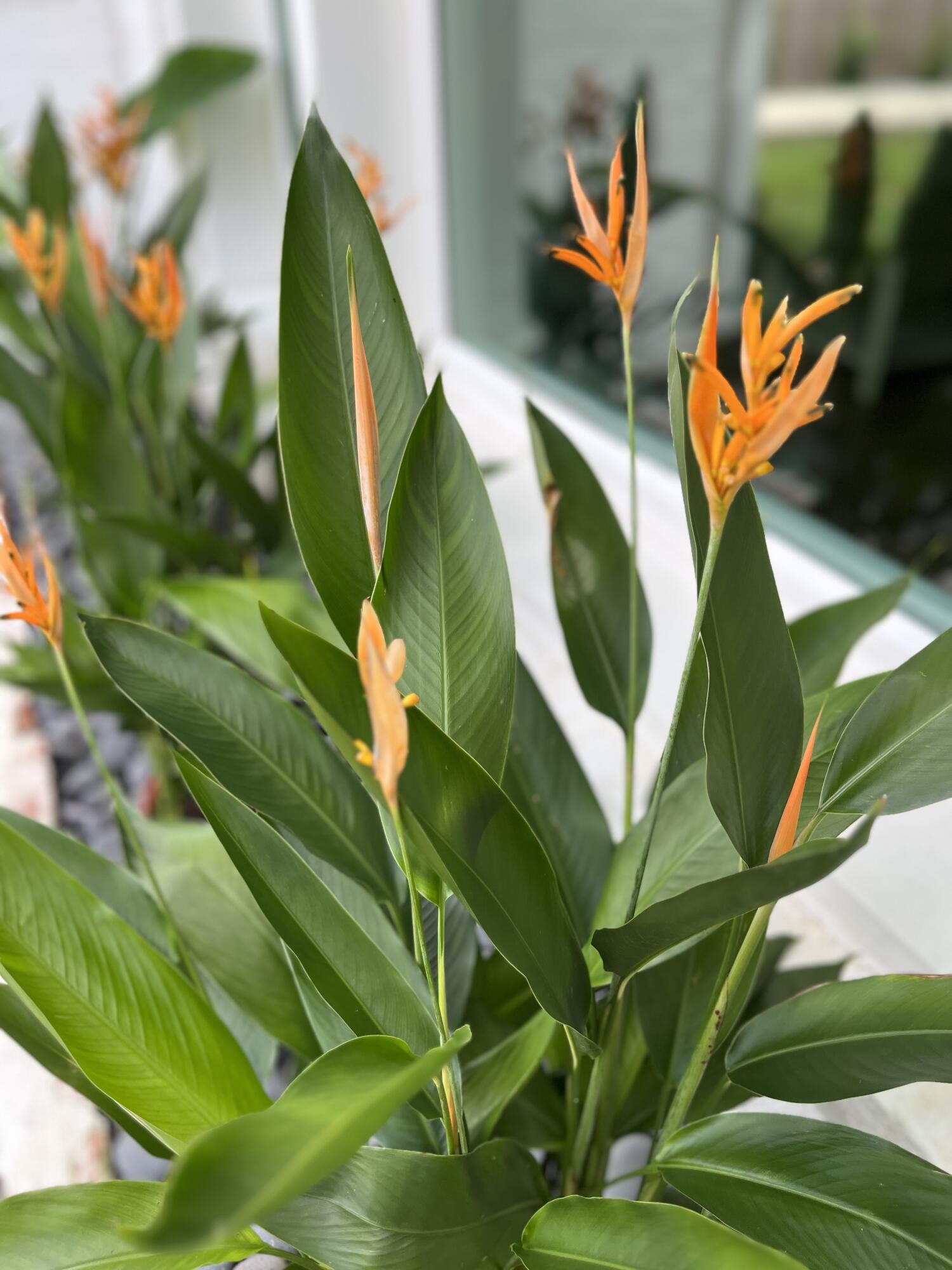 ELLIOTTS POINT - Residential