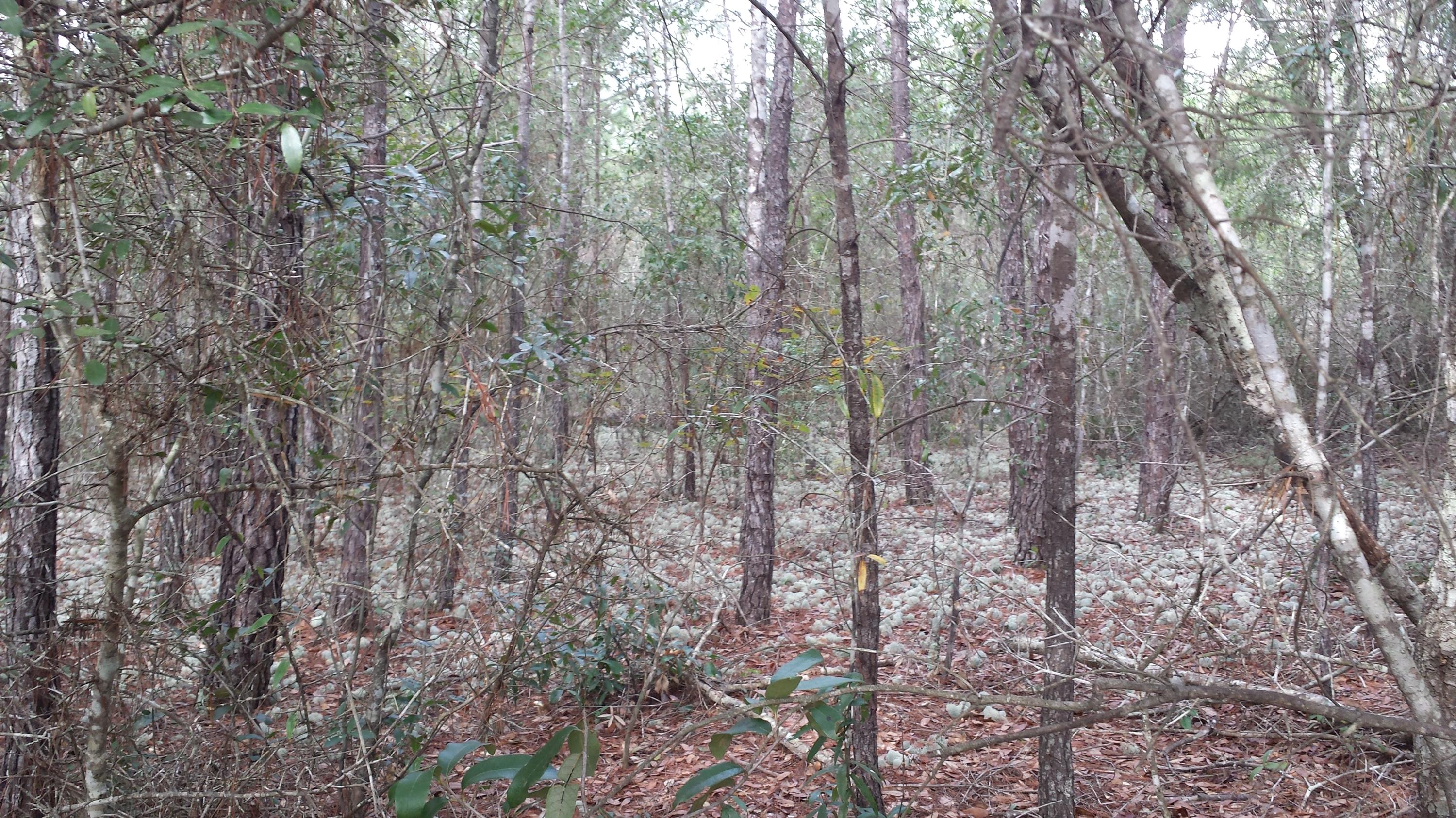 Magnolia Landing - Land