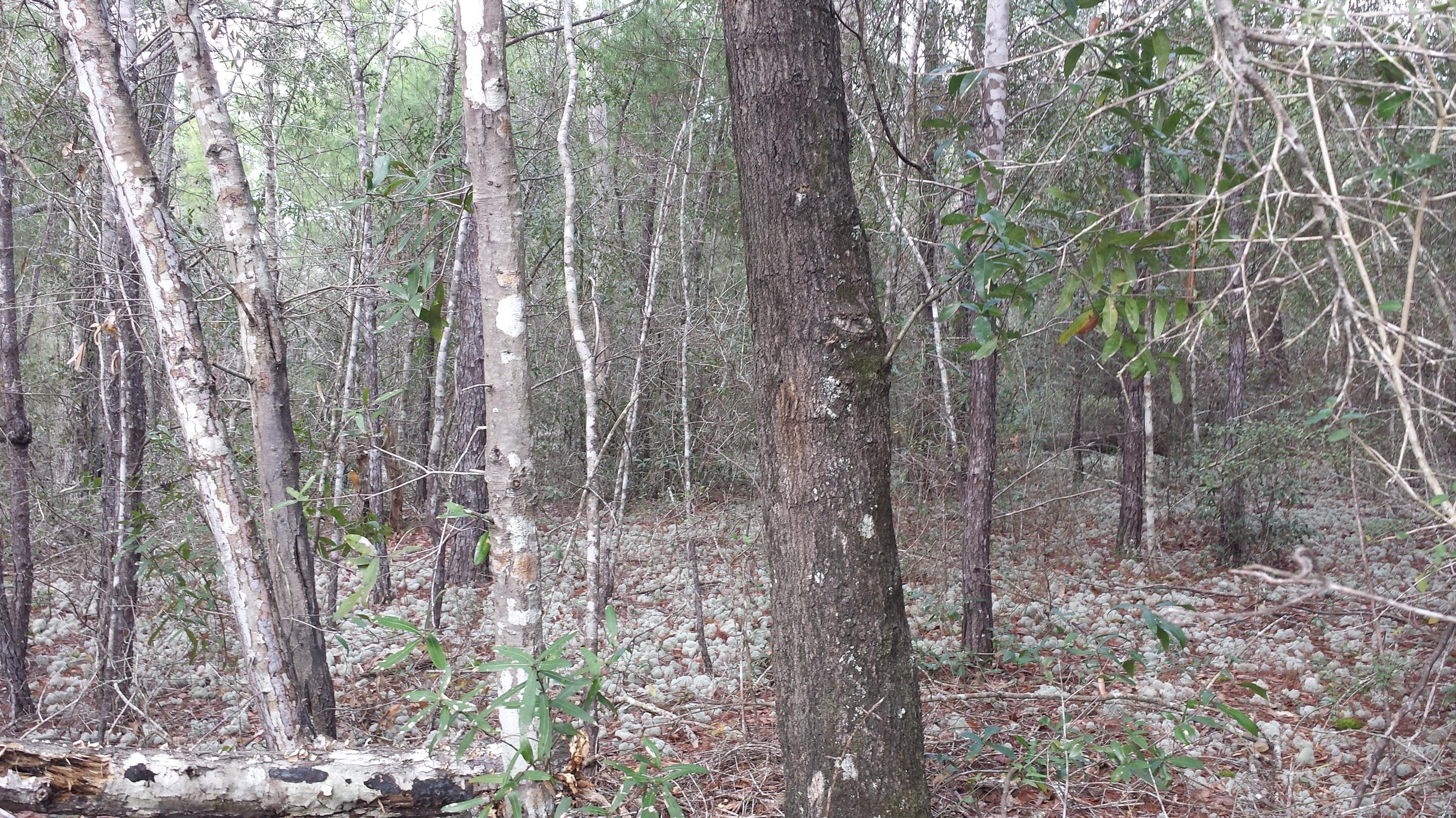 Magnolia Landing - Land