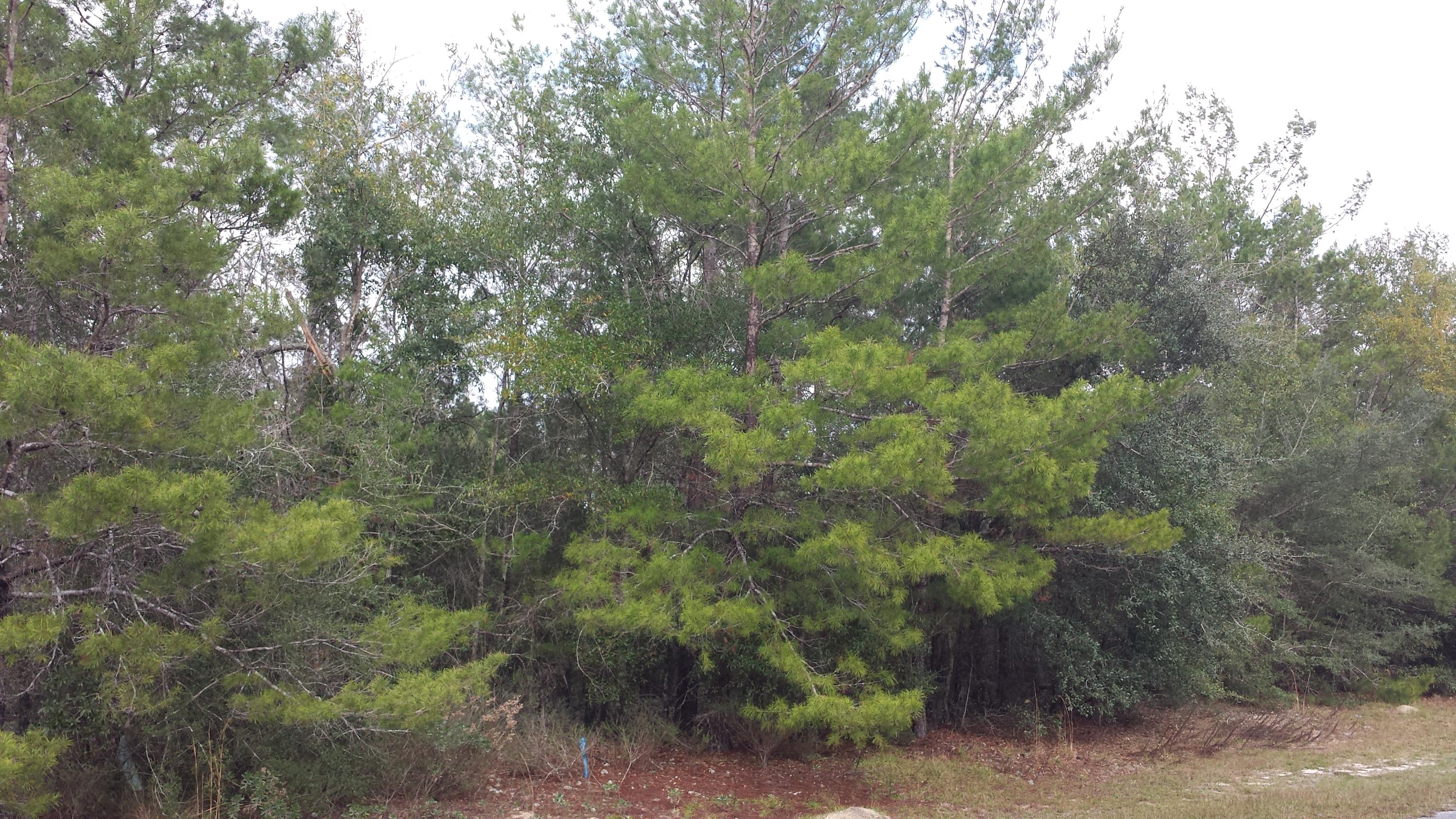 Magnolia Landing - Land