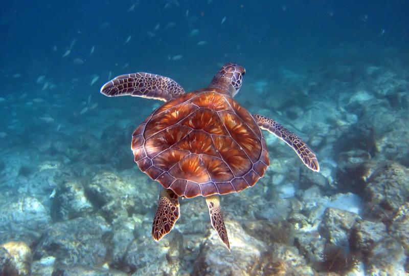 HIDDEN DUNES BEACH COTTAGES 2 - Residential