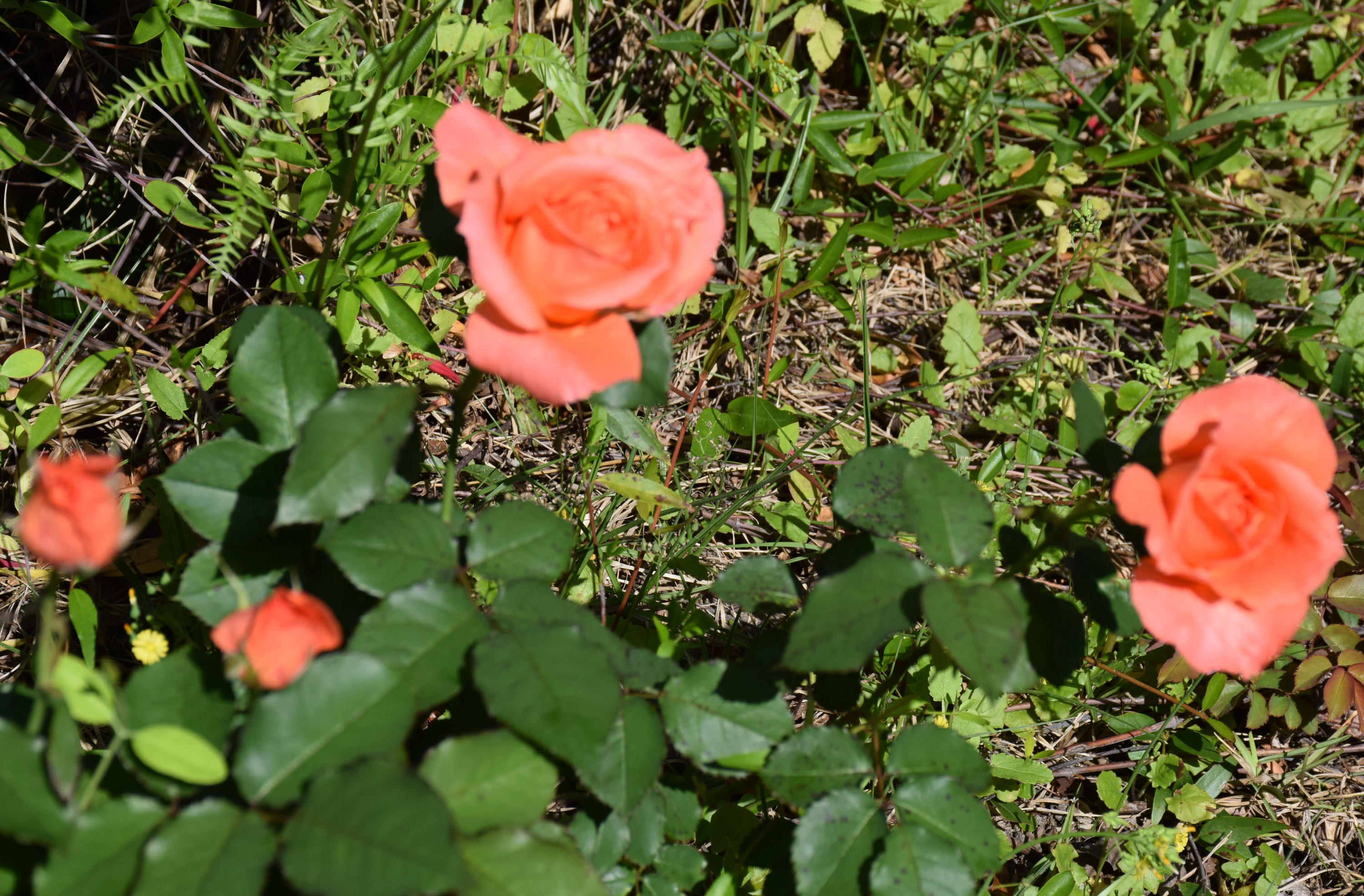 HUNTINGTON S/D PH 2 - Residential