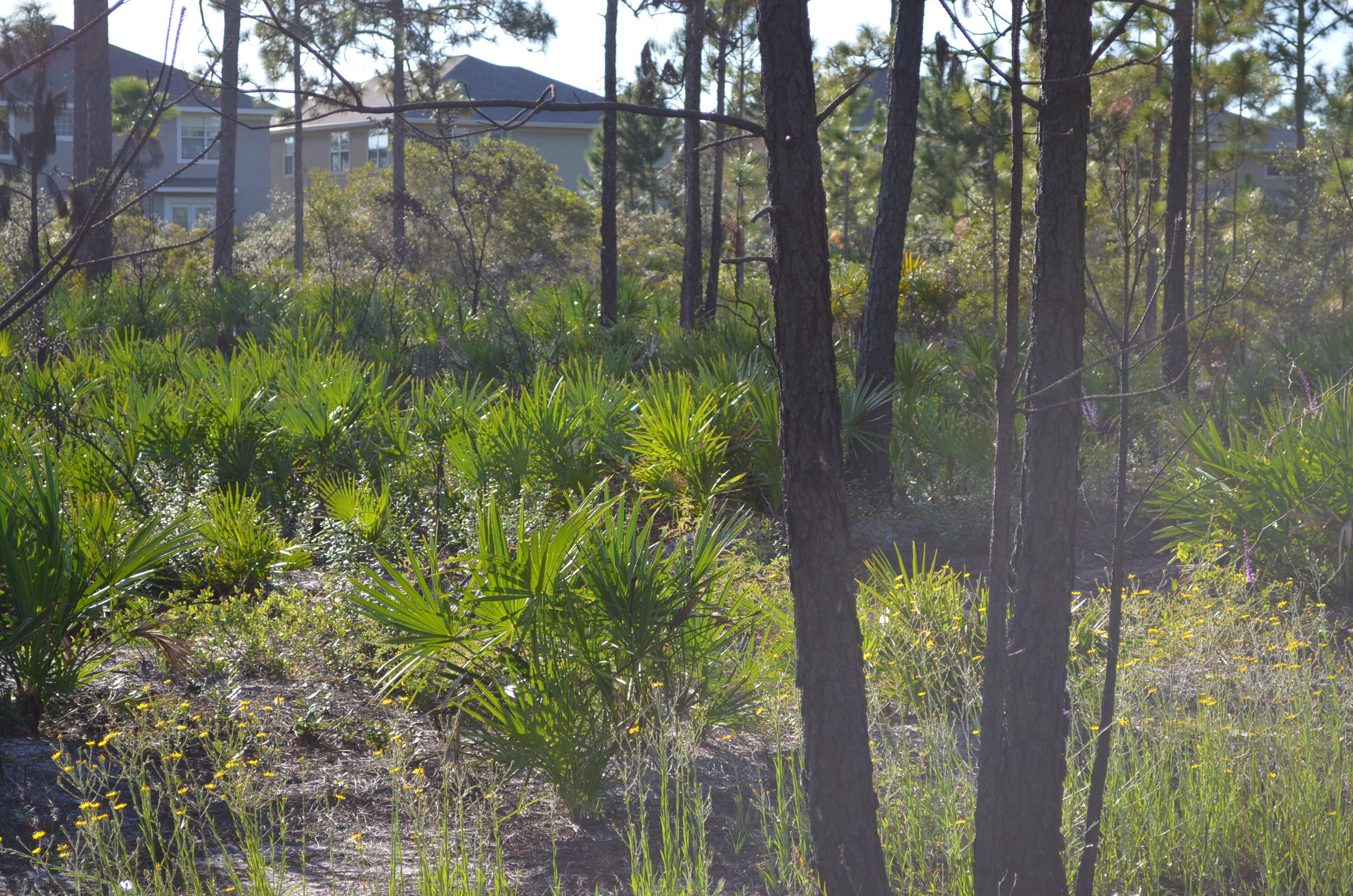 DRIFTWOOD ESTATES - Land