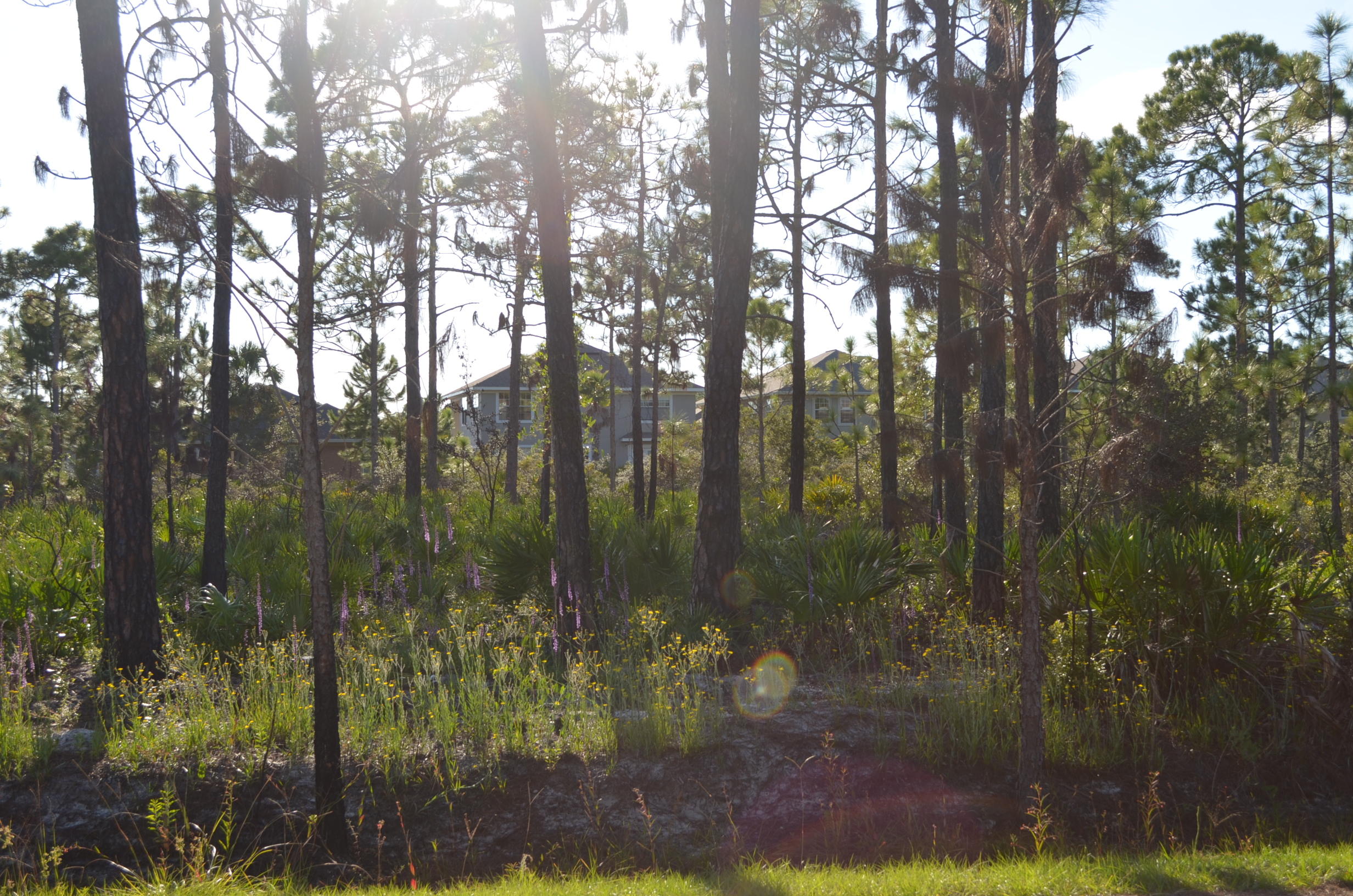 DRIFTWOOD ESTATES - Land