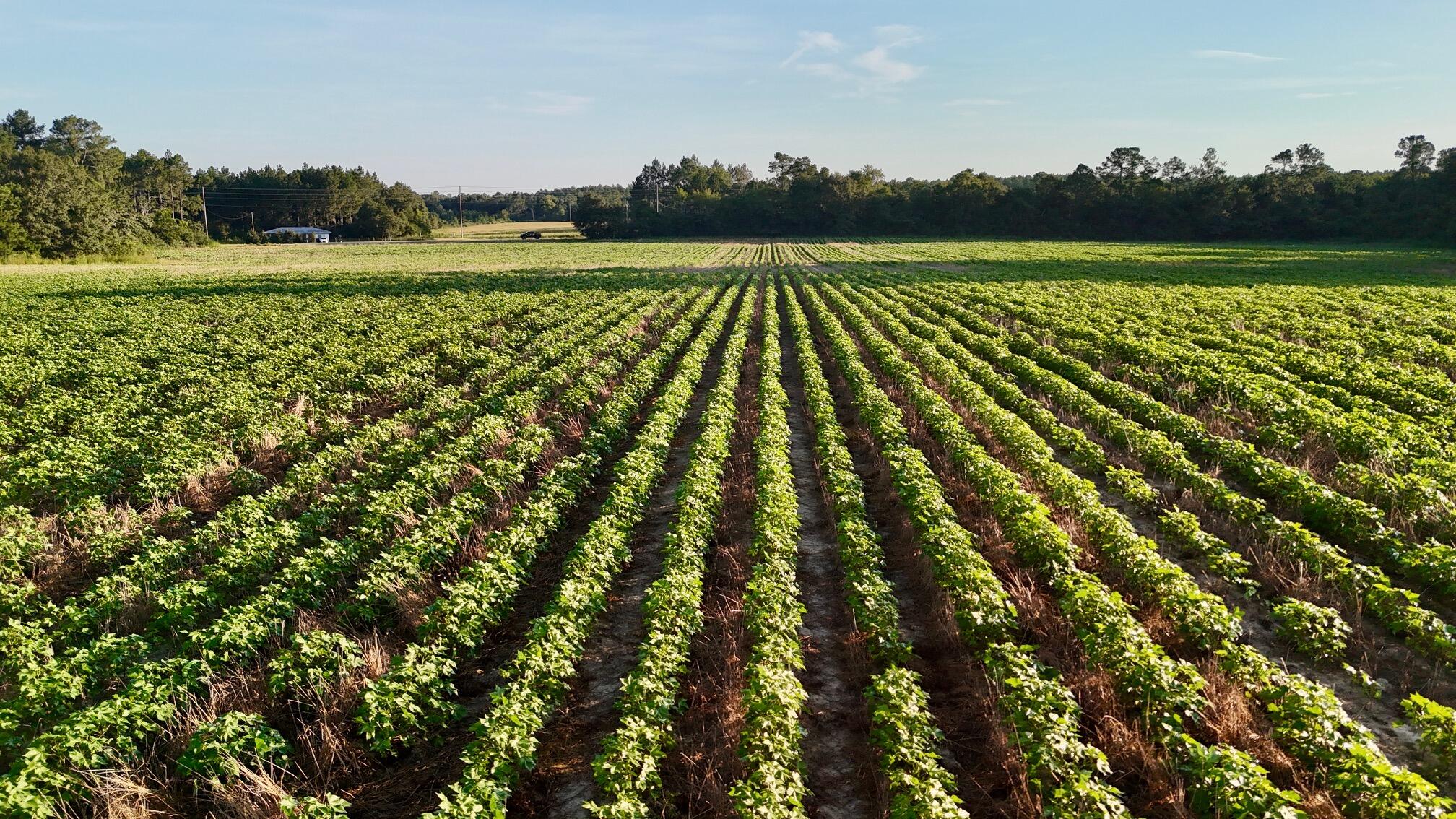 N/A - Farm