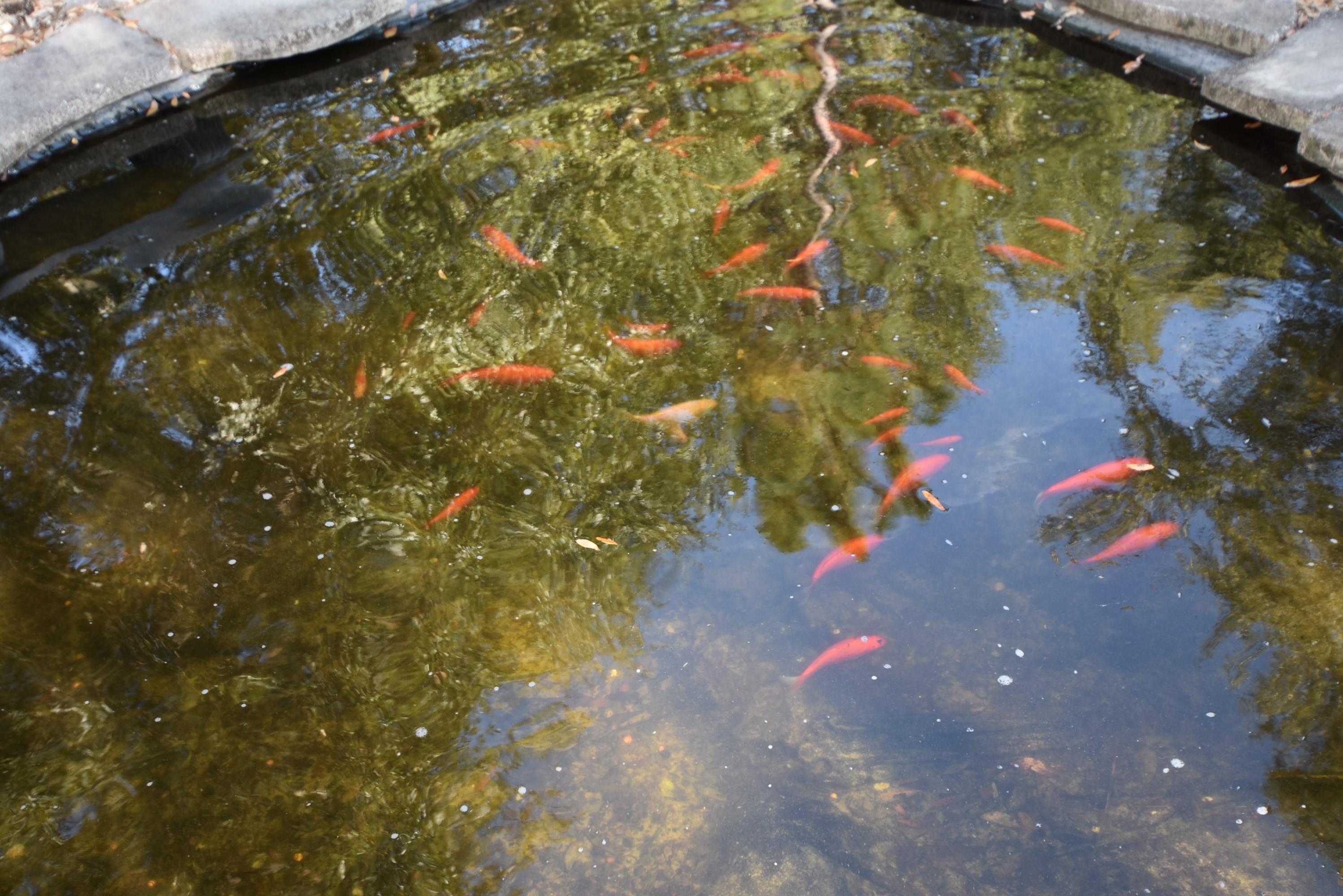 COUNTRYWOOD EST - Residential