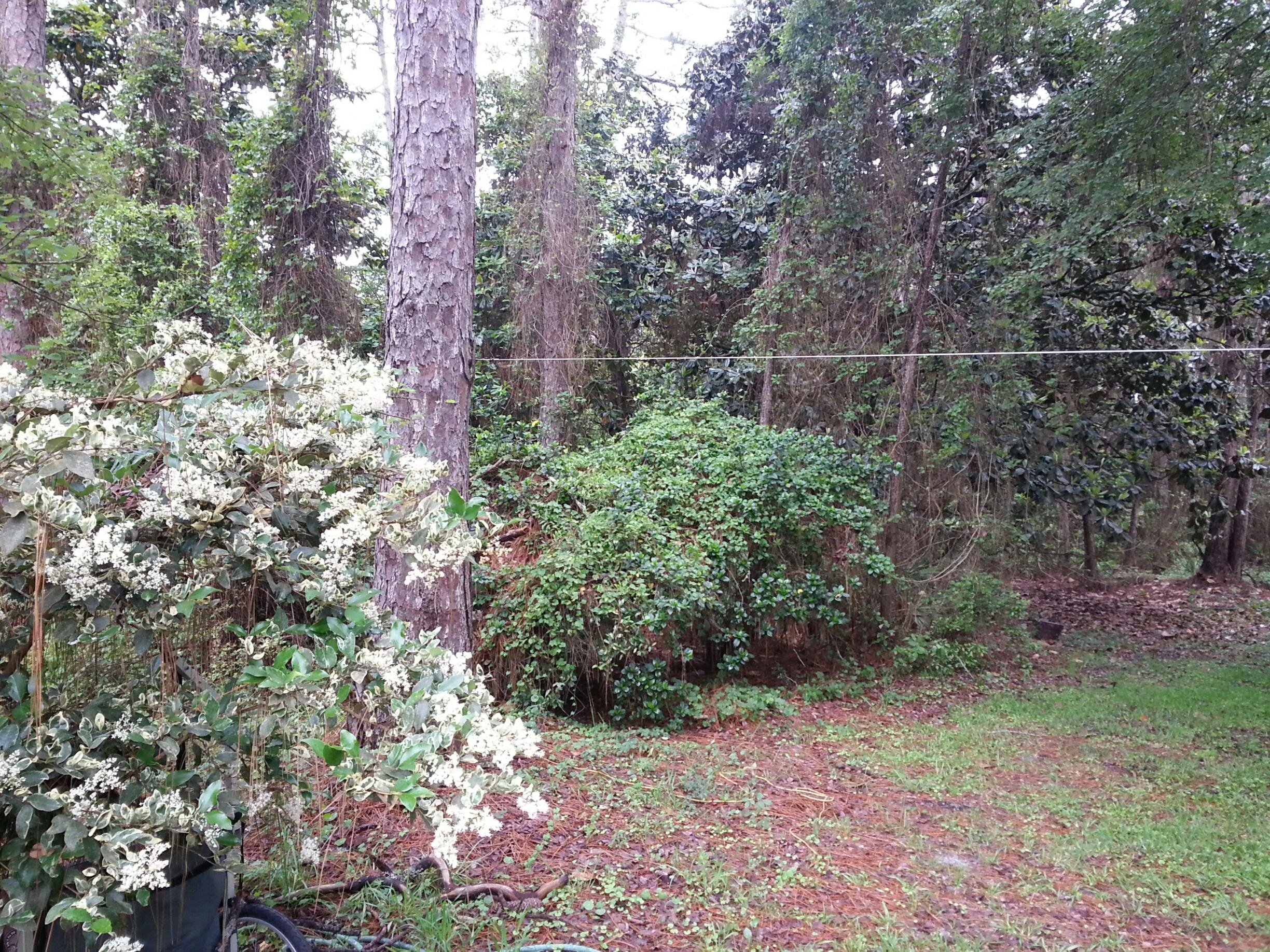 Large lot at a starting price point for Seagrove. Towering pines and large Magnolias cover the lot. Take a look! This lot will not last long! Buyer to verify all measurements.