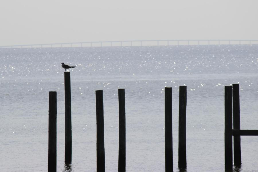 BLUFFS AT SHALIMAR POINTE - Residential