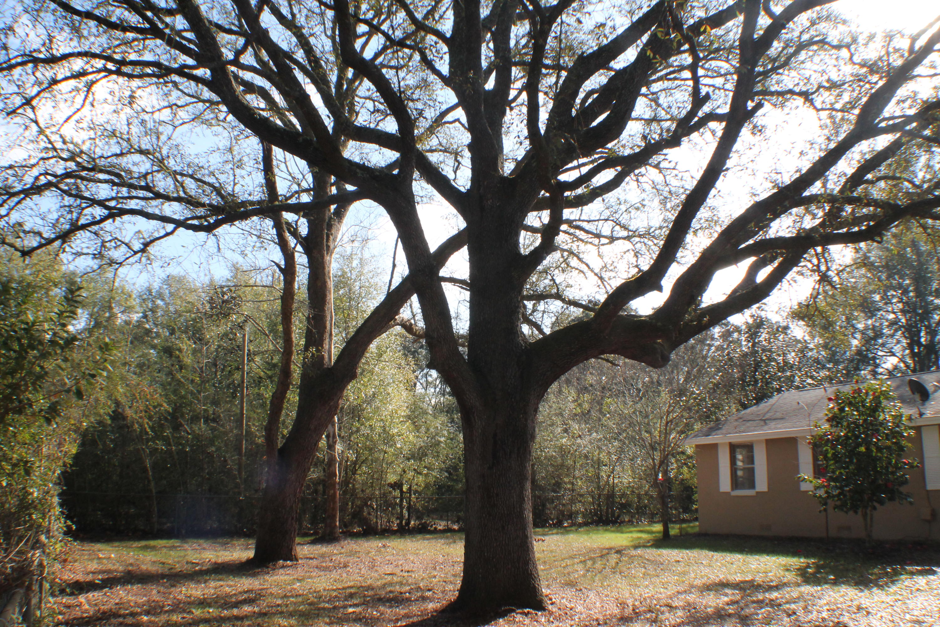 EAST CHESTNUT ADDN - Residential