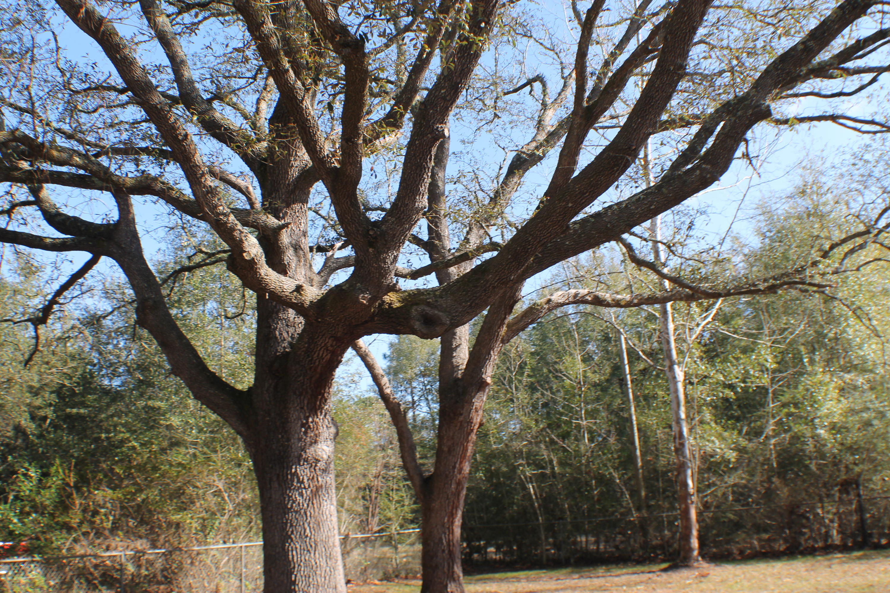 EAST CHESTNUT ADDN - Residential