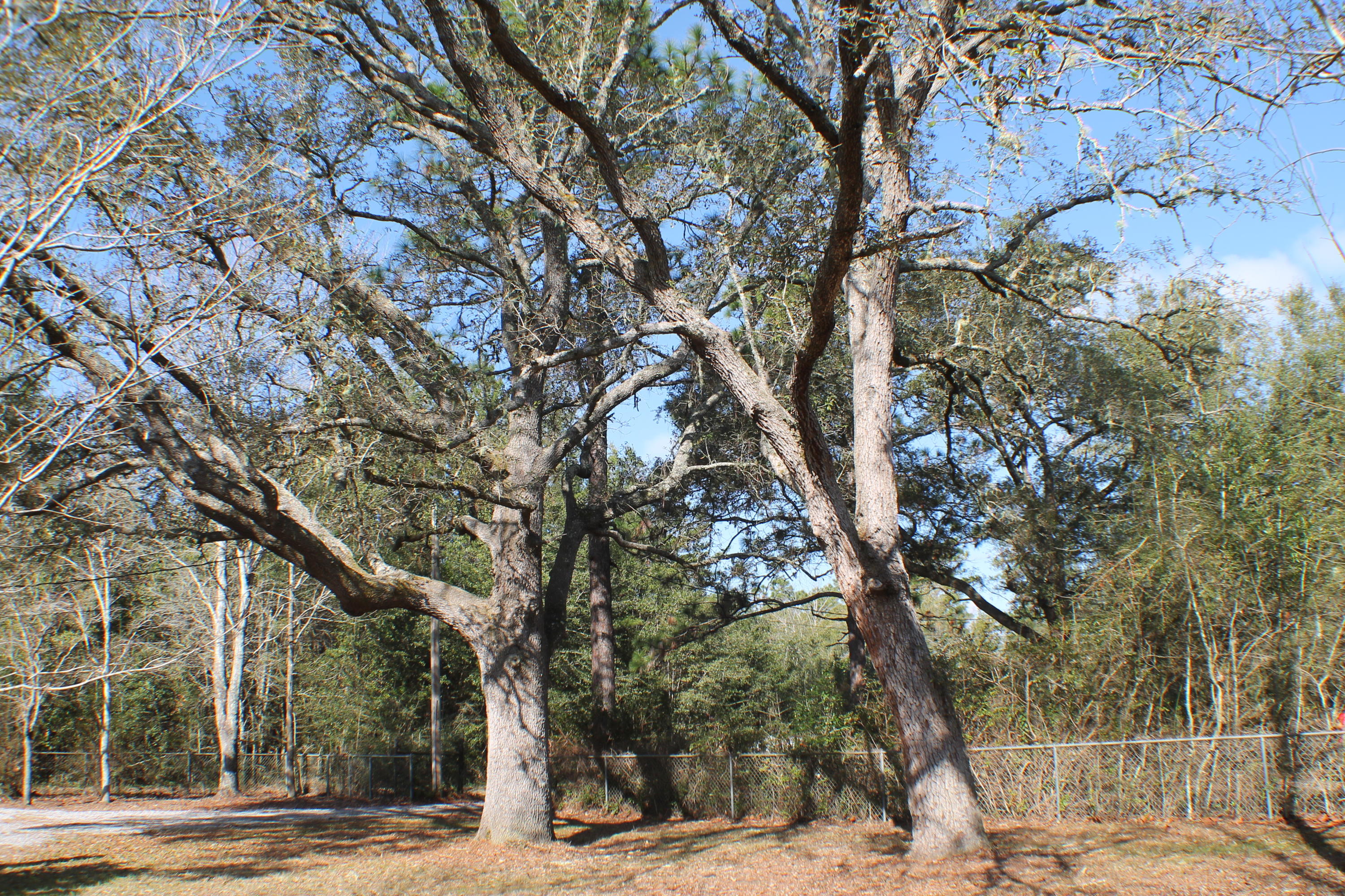 EAST CHESTNUT ADDN - Residential