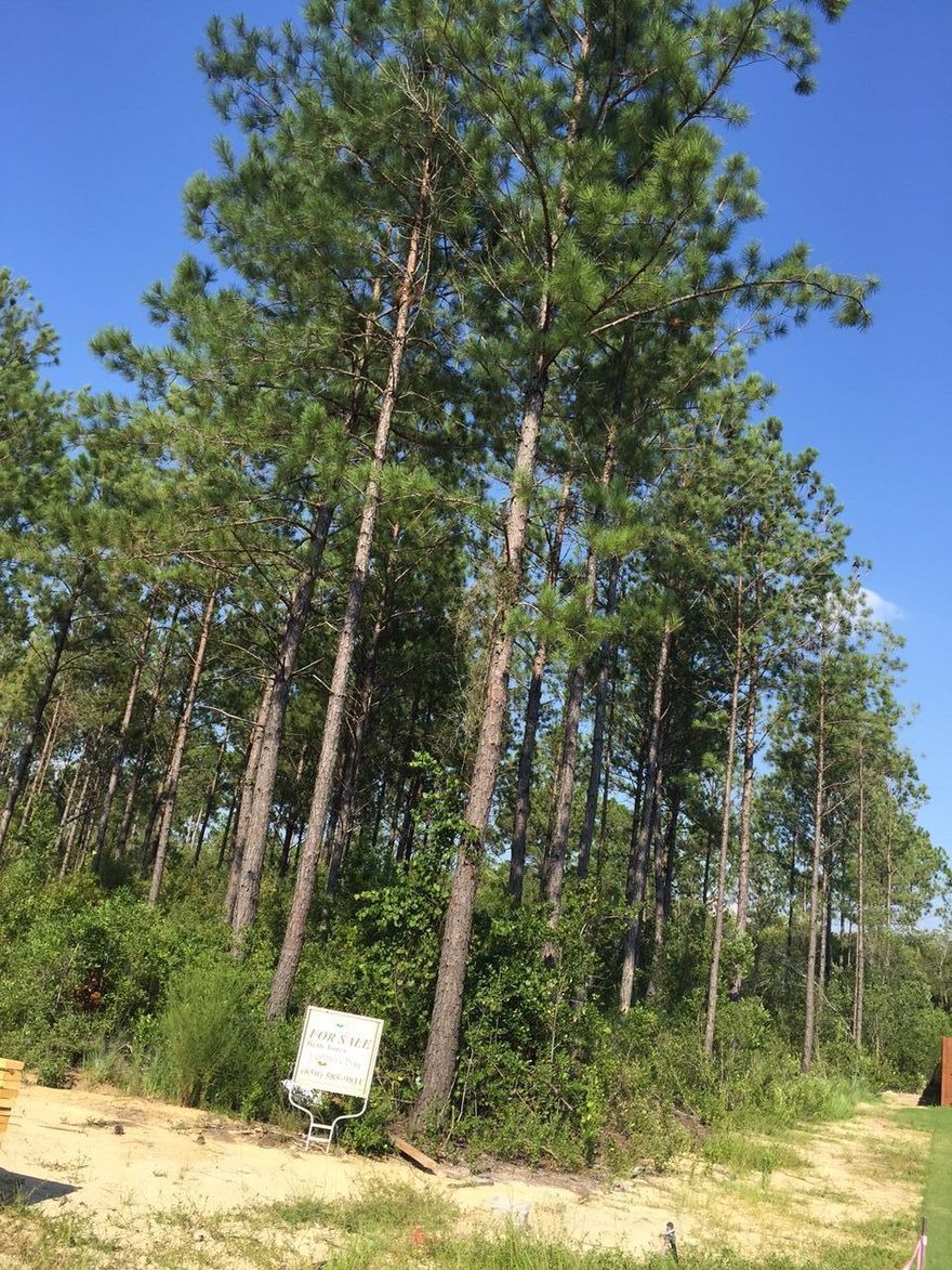 Private, Preserve Lot priced to sell!! This wide and deep lot will accomodate the largest of homes. Located in our Bay Cove neighborhood with all new homes. This is the only lot for sale in this neighborhood.Survey is available and attached in the document section.Enjoy all the wonderful amenities Hammock Bay has to offer: clubhouse w/theatre, fitness ctr, lap pool, resort style pool, tennis, basketball, walking trails, sidewalks, Sports Complex, and Bay Club. Hammock Bay HOA is $101/monthly, 0.5% maintenance fee due at closing. All dimensions are approximate and should be verified by Buyer.