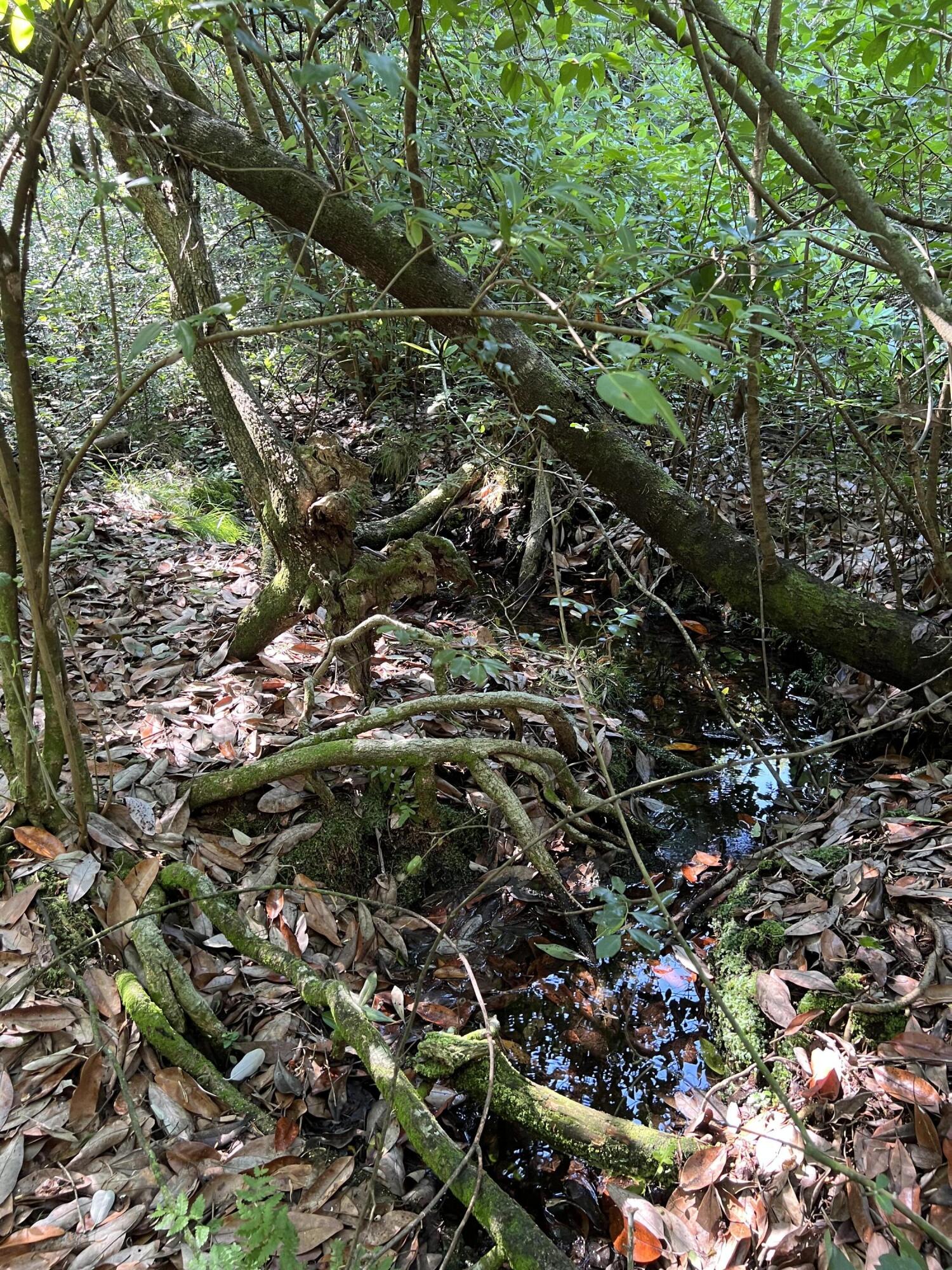 Elmwood Plantation - Land