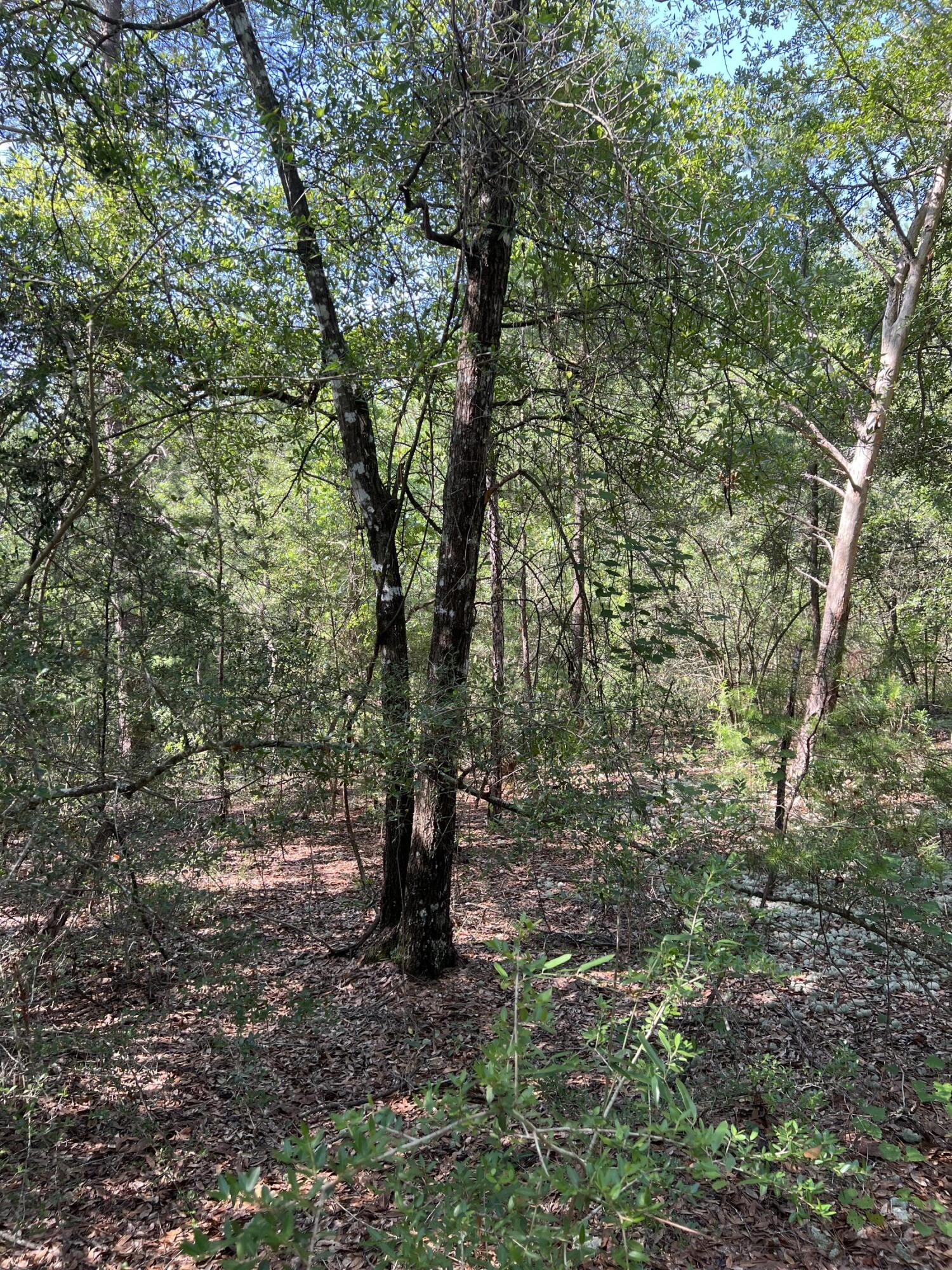 Elmwood Plantation - Land