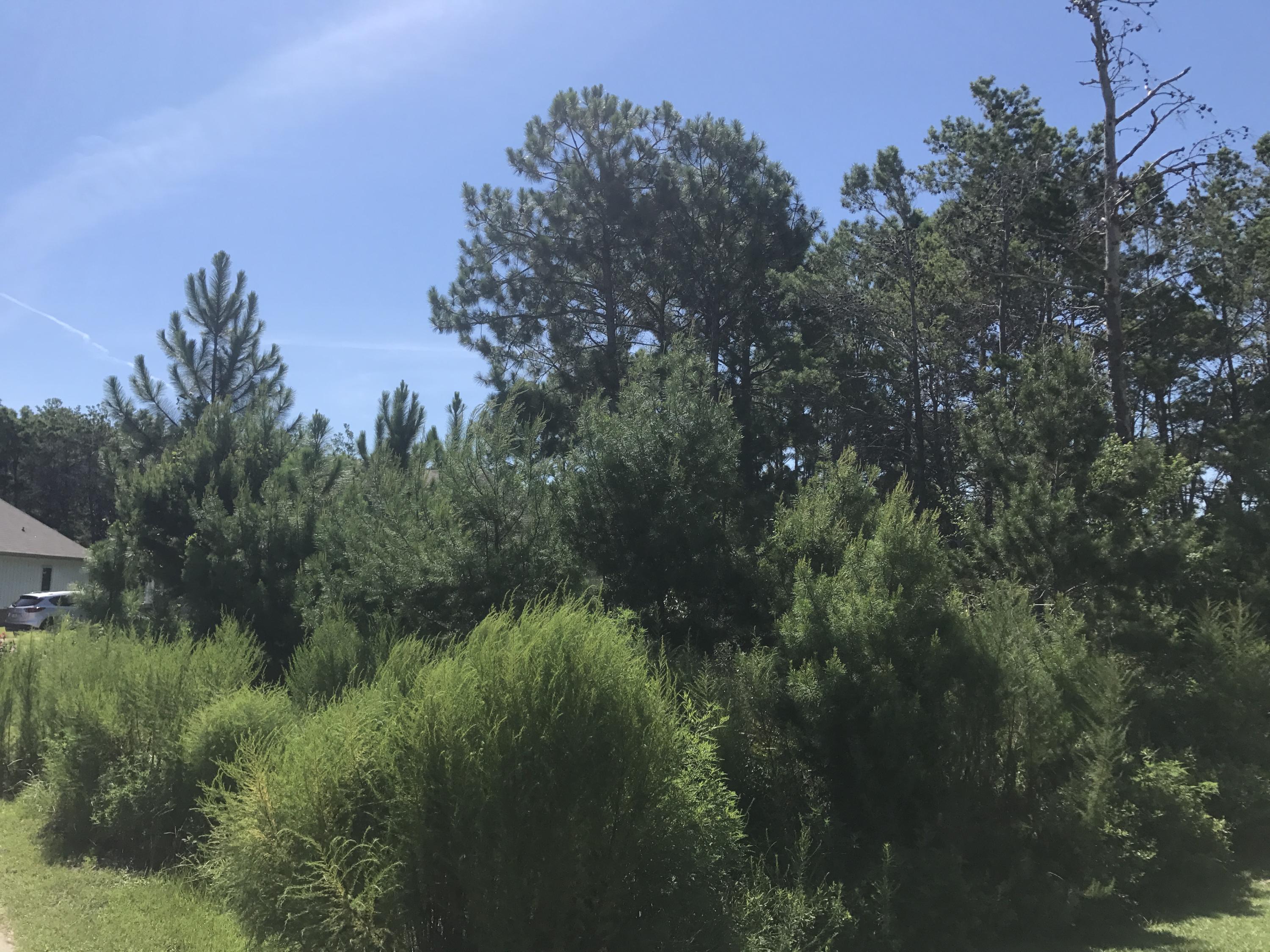 CYPRESS BREEZE PLANTATION - Land