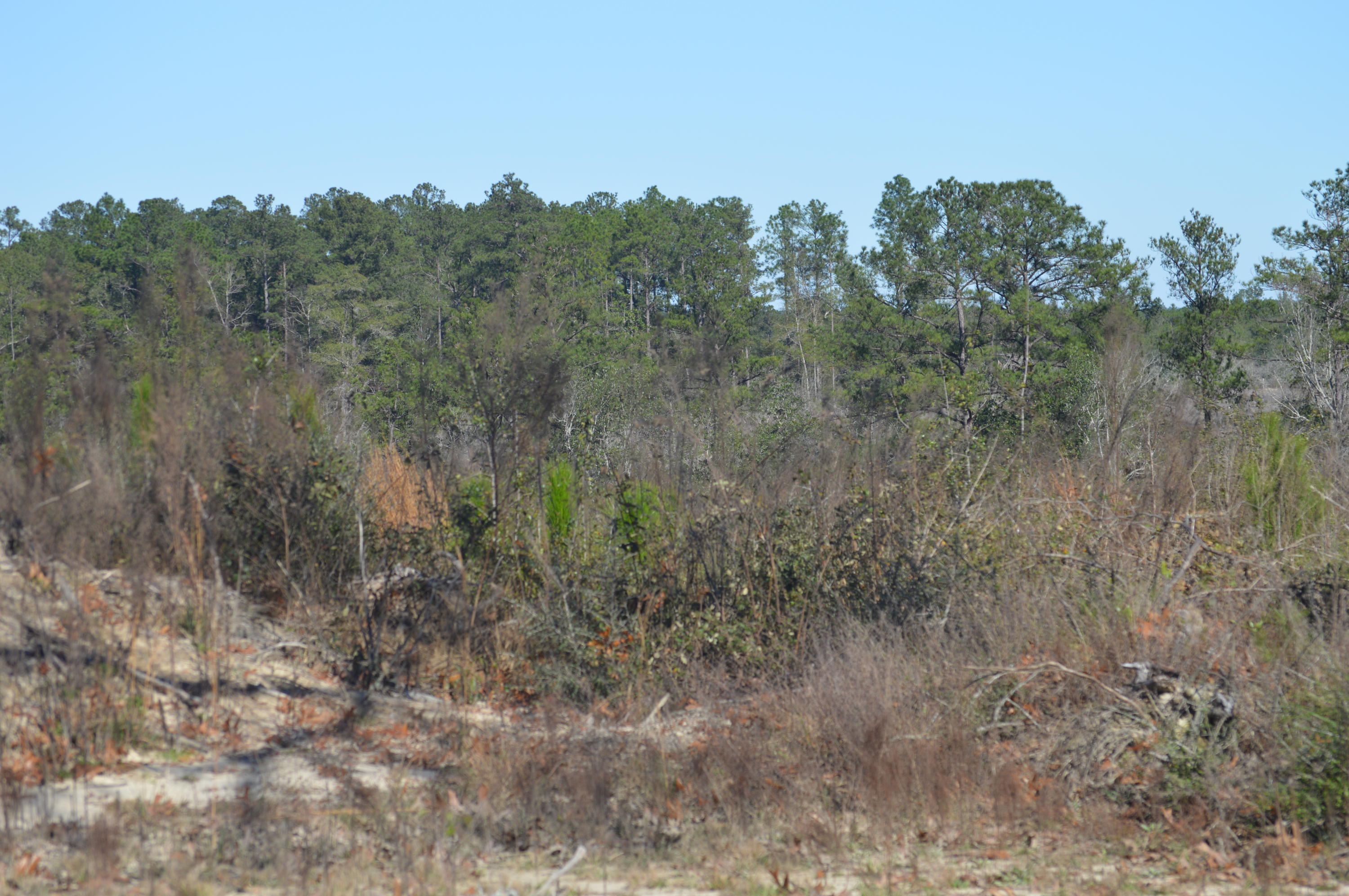 26 +/- acres of newly planted long leaf pines. 2200 feet of paved road frontage! Build your dream home and enjoy the serenity of the county life!