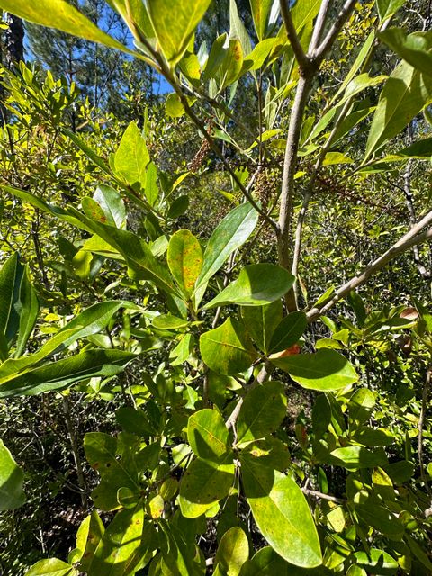 Photo of Parcel D Millside Road, Laurel Hill, FL 32567 (MLS # 980342)