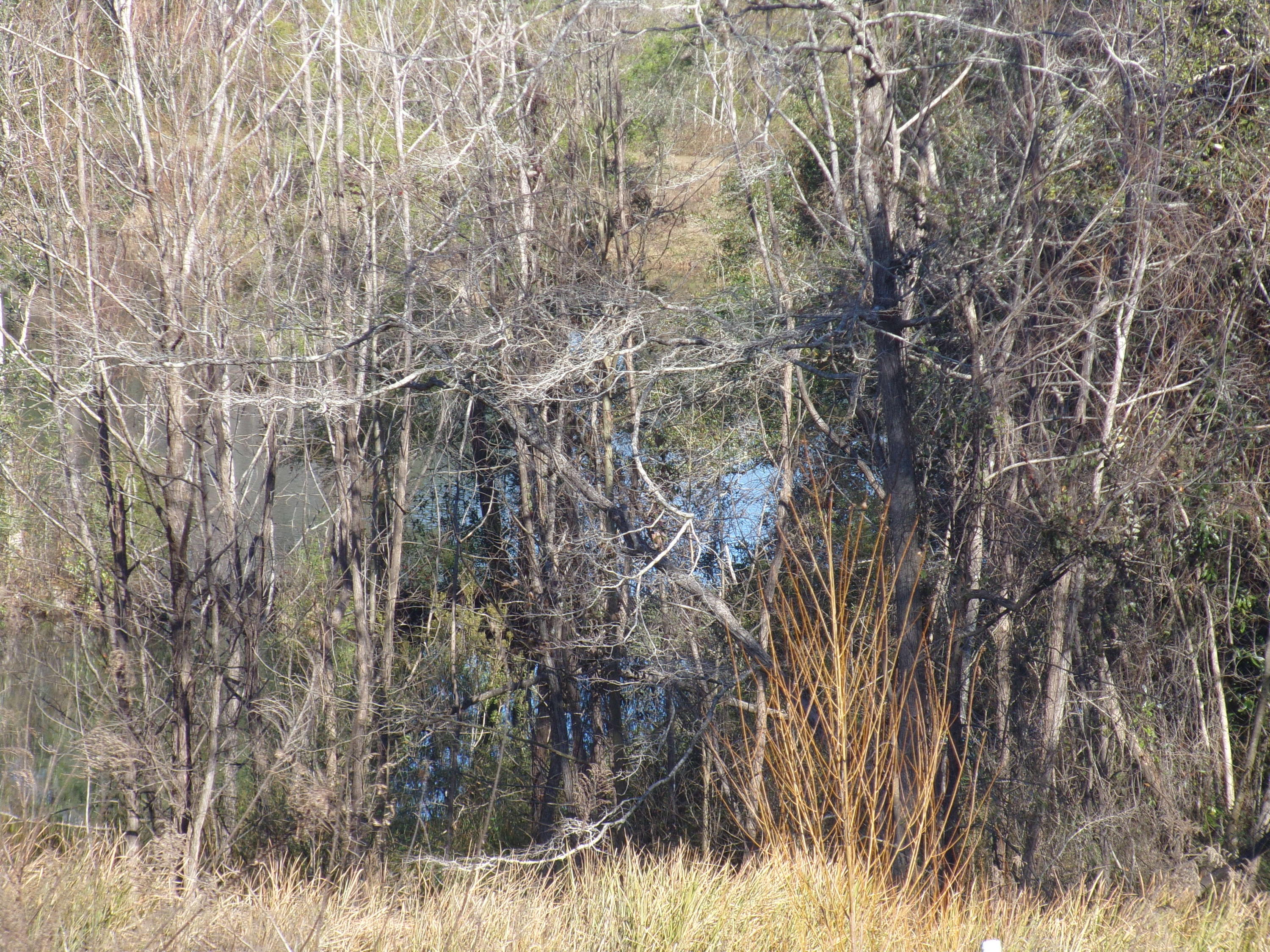 Arbor Lake Phase II - Residential
