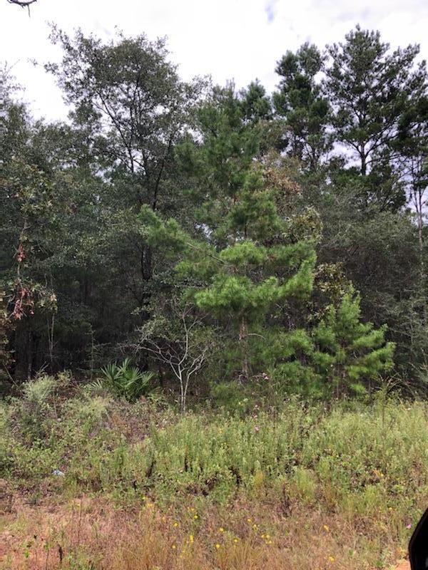 Quiet area. Nice 80 x 125 lot to build a house on or set up a trailer.
