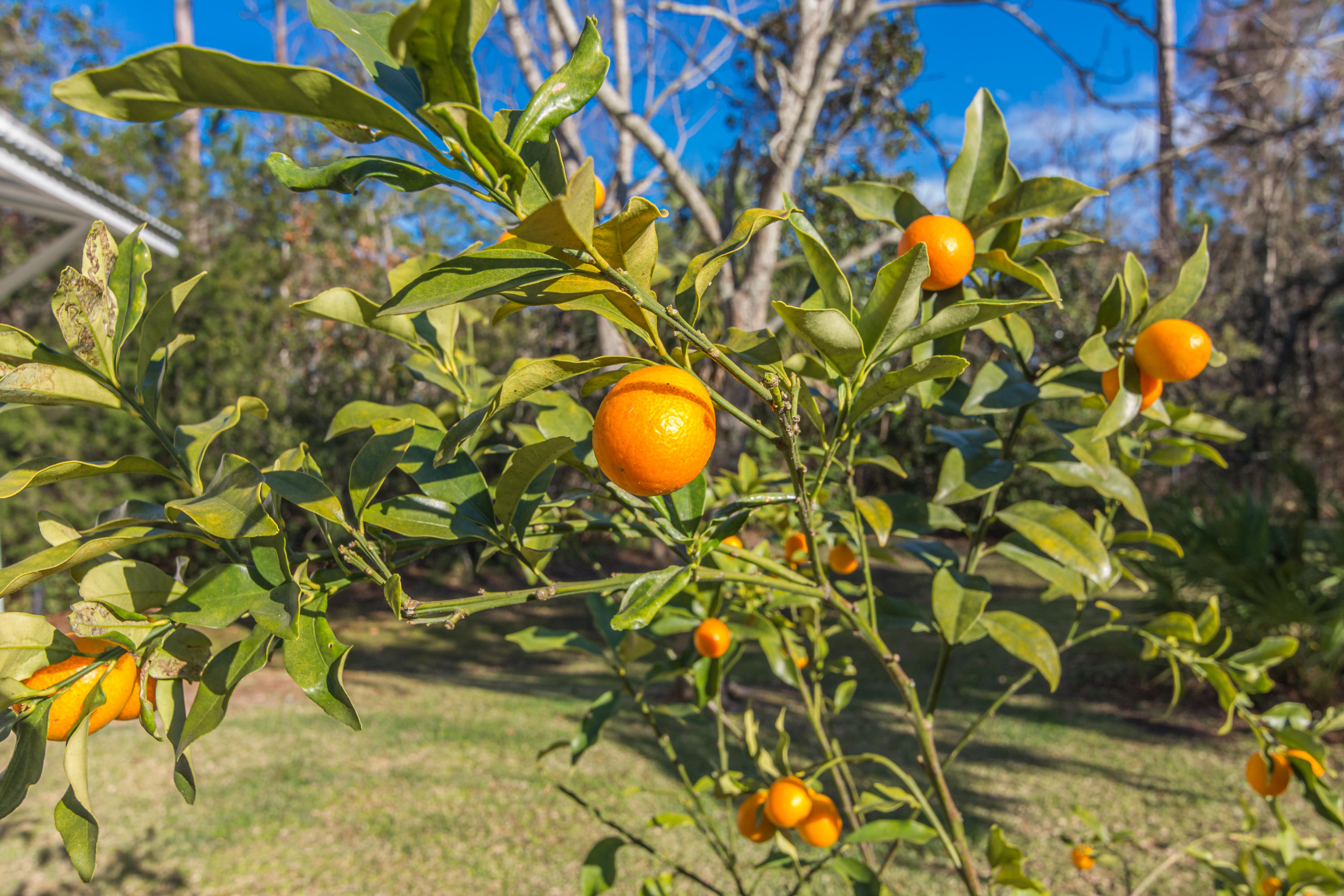 COOL WATERS S/D - Residential